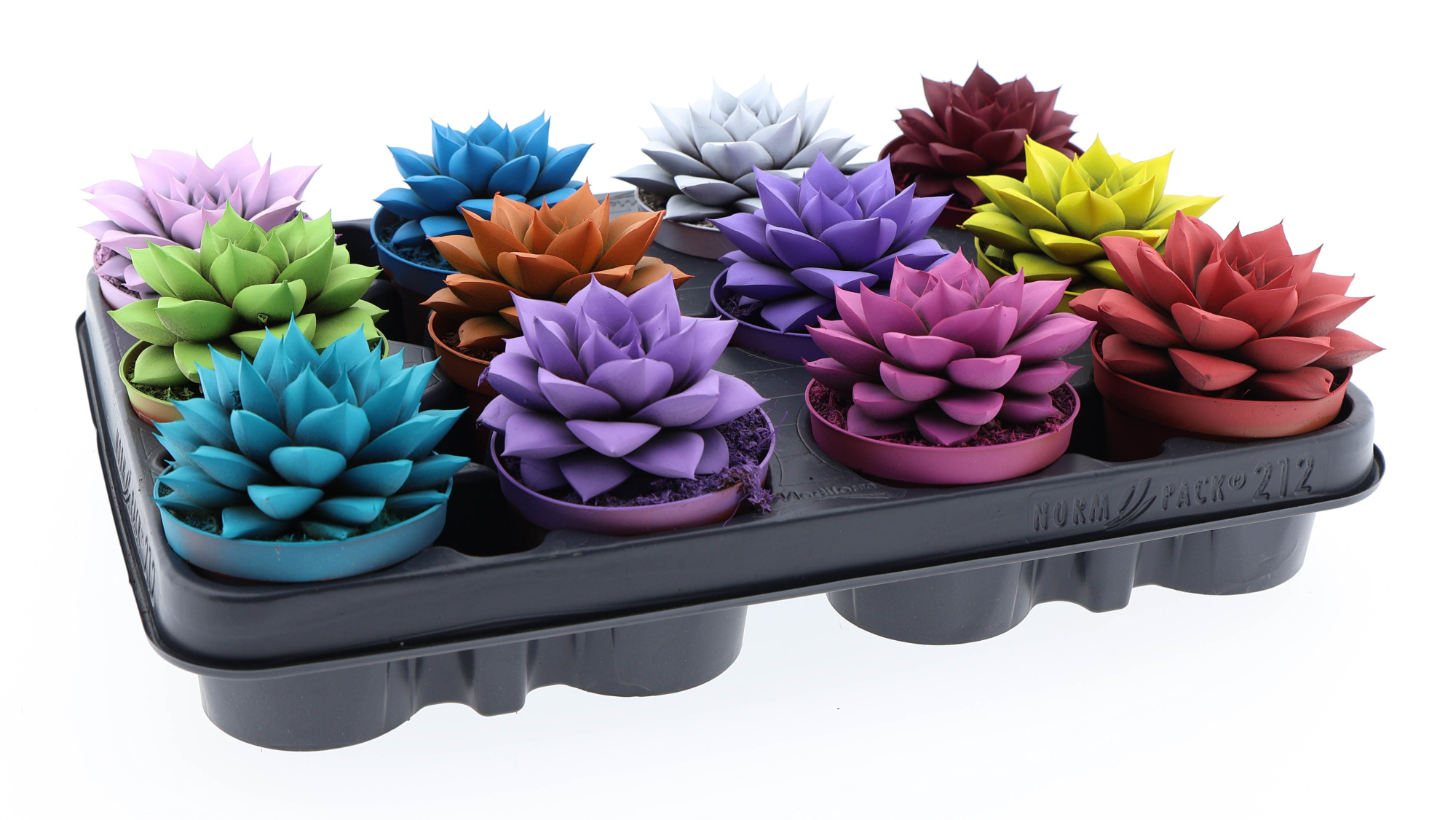 Rainbow purper mix, D 8,5