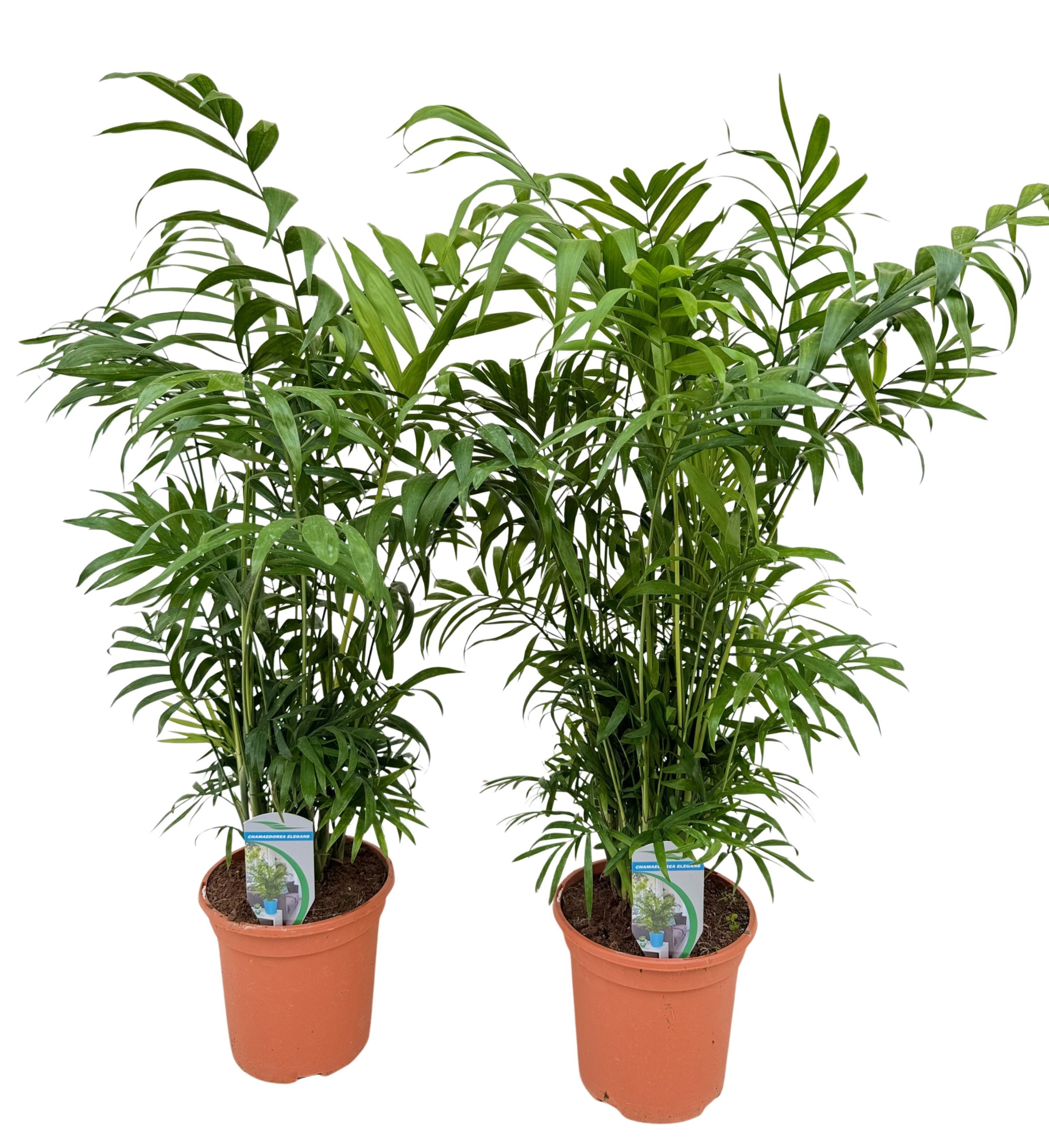 Chamaedorea elegans P18, D 17 cm
