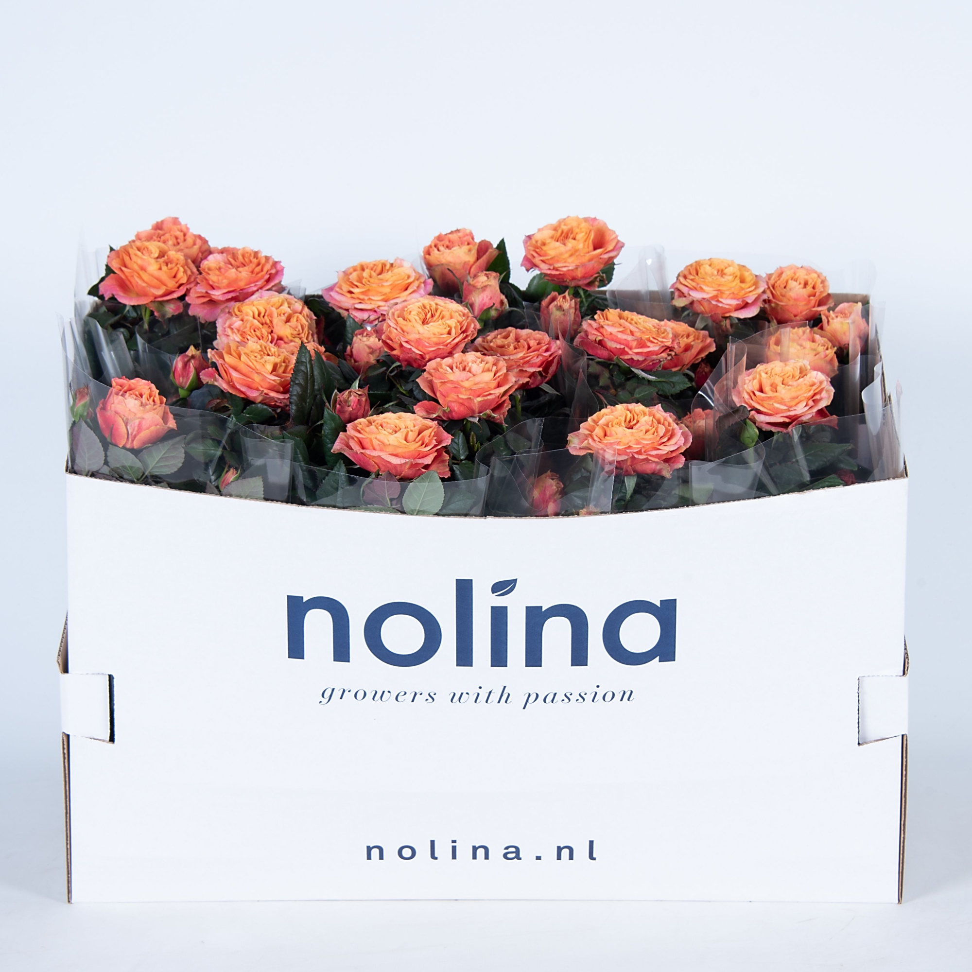 Nolina Roses Ø 13 cm Orange in box st. 2-3, D 13 cm
