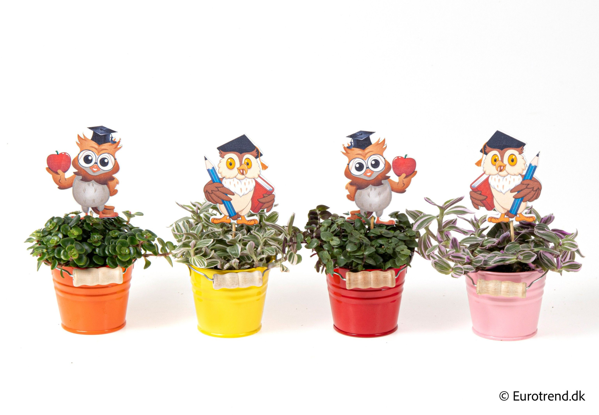 Green mix in Zink buckets - Spring, Summer & Autumn 2025, D 6 cm