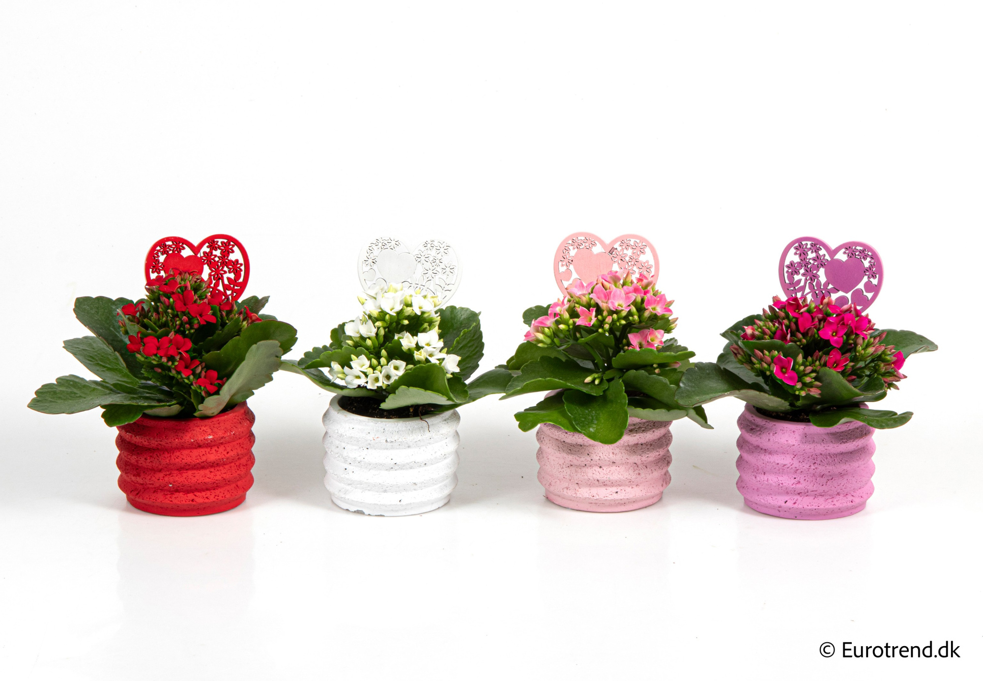 Kalanchoe in Valentine ceramic 2026, D 6