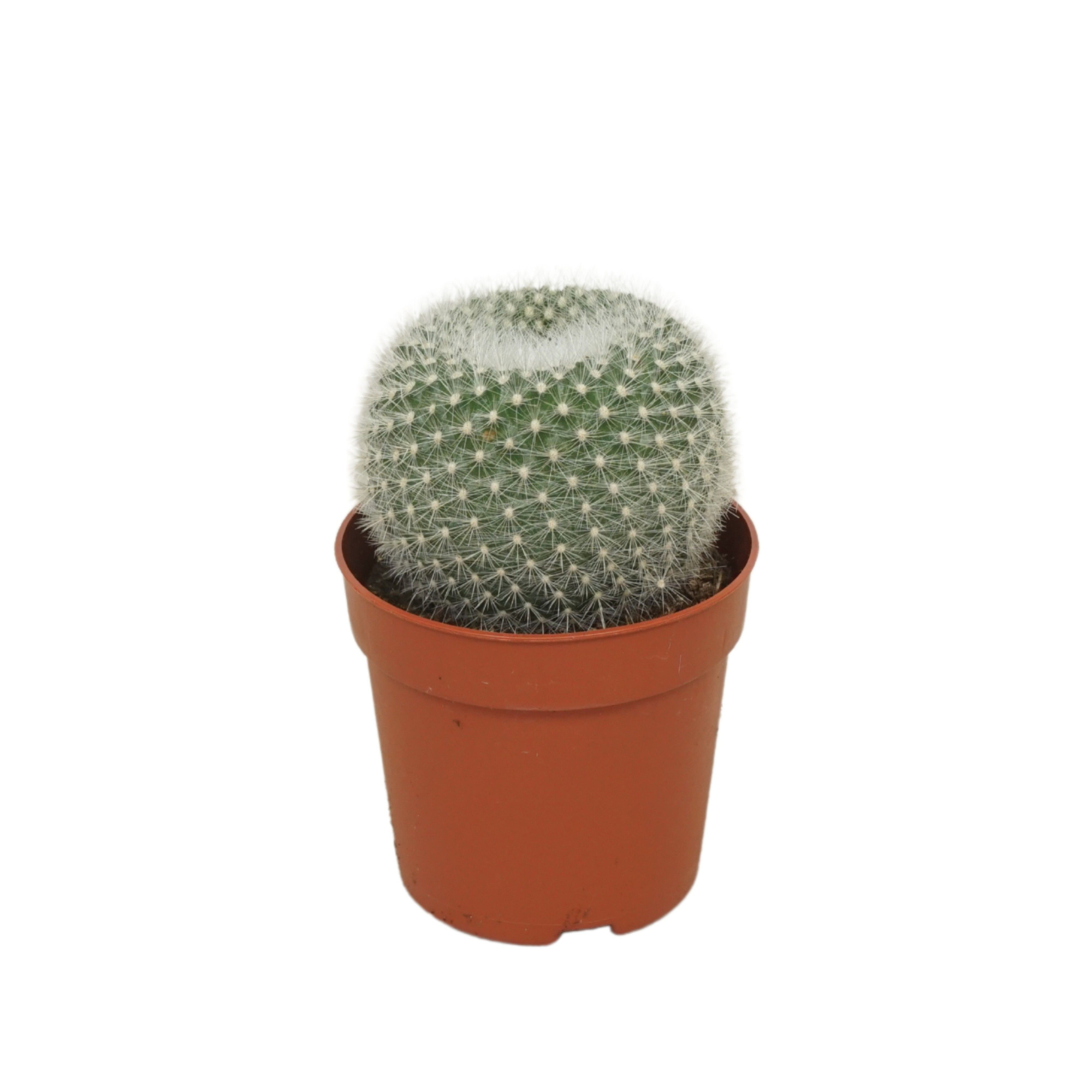 Parodia 7 cm, D 7 cm