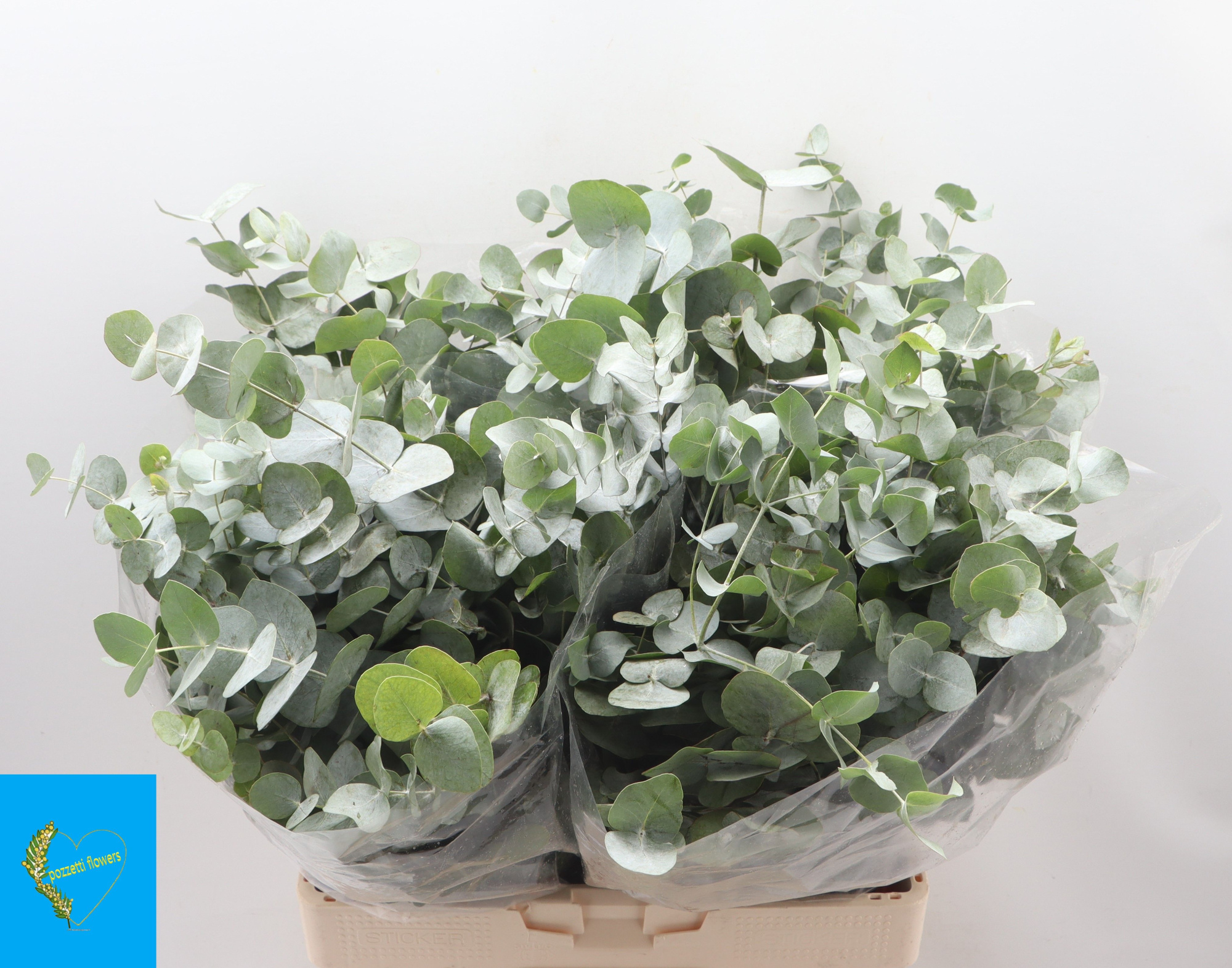 Эвкалипт Цинерея за пучок 70 (зел.), пуч.