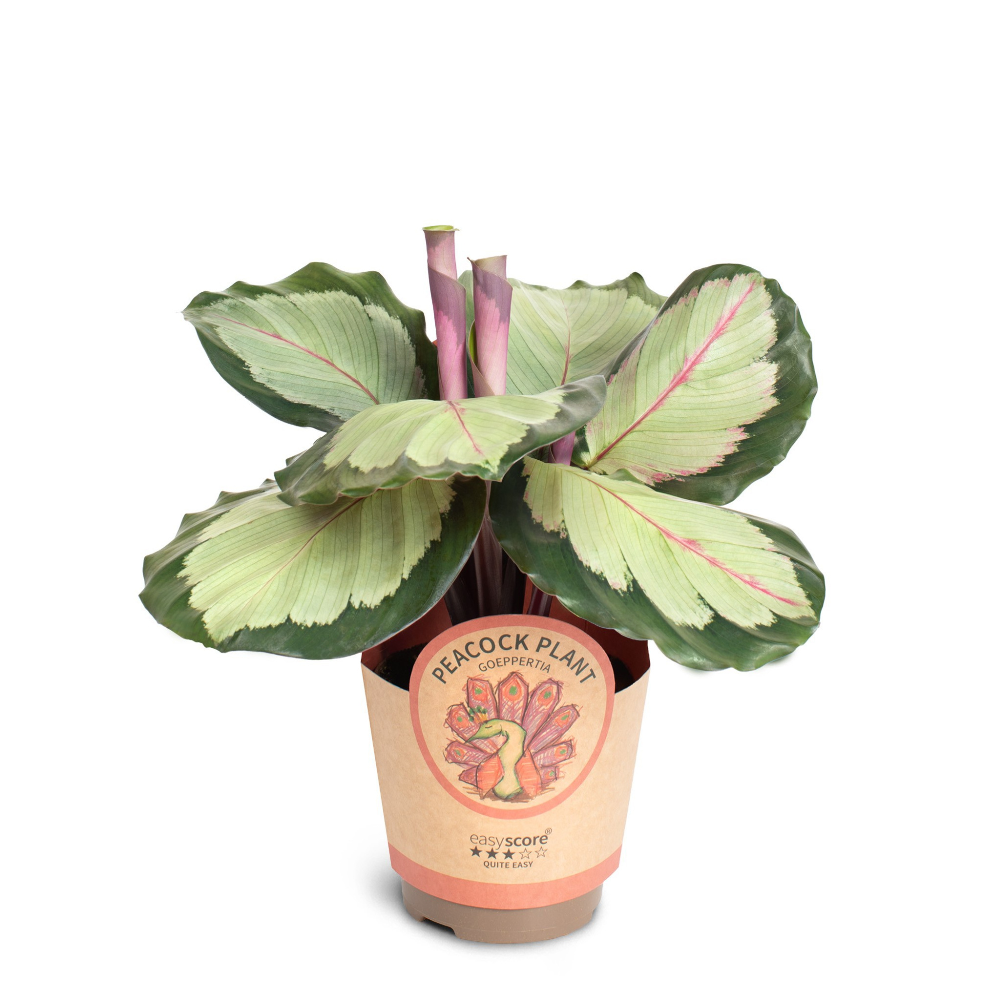 Calathea ´Corona´, D 11