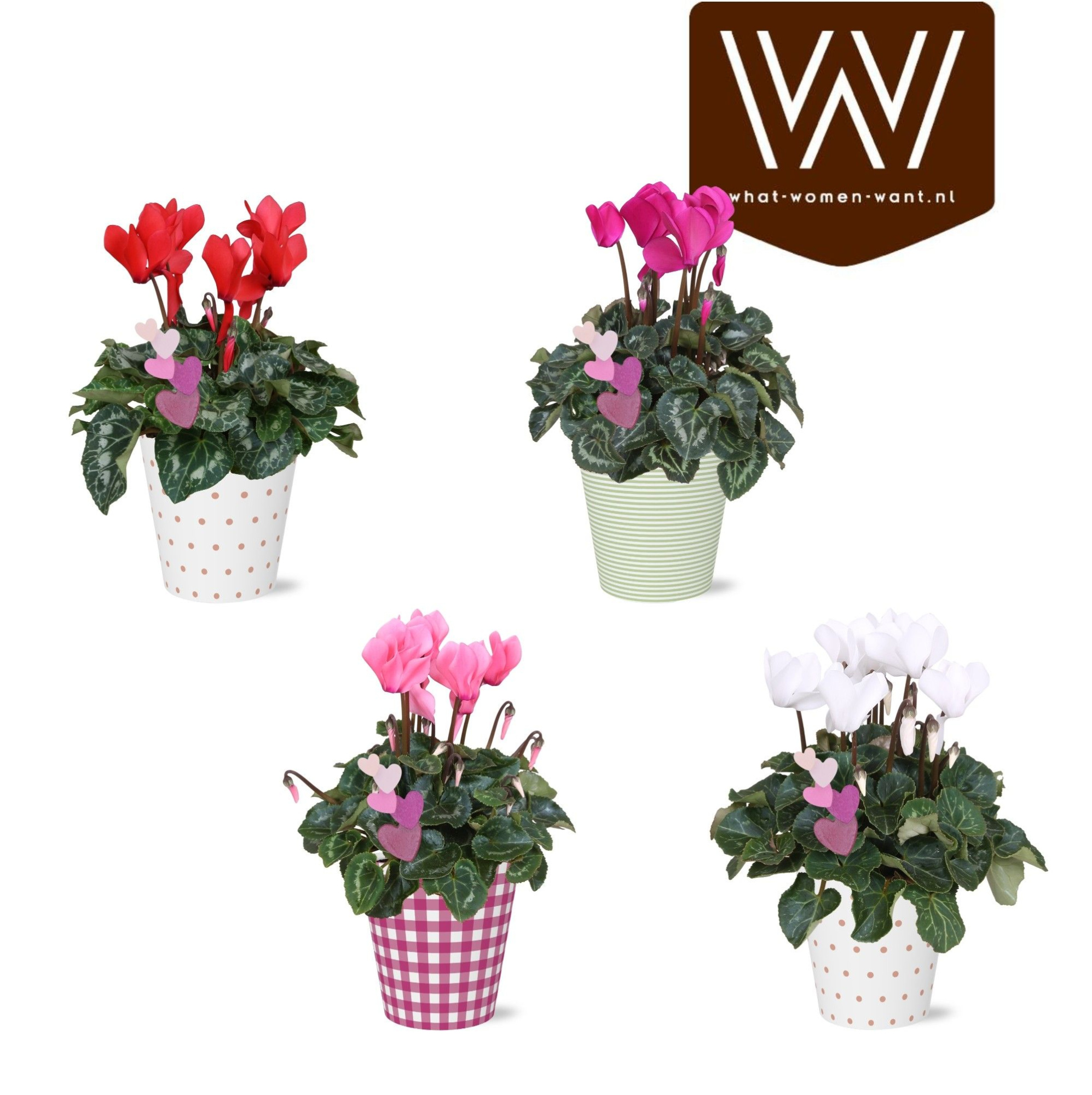 Cyclamen in Smartcup Caith | Met bijsteker Hart, D 12