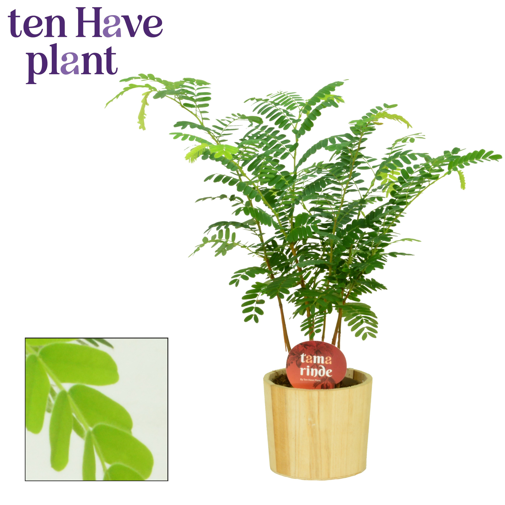 Tamarinde in Wood, D 12