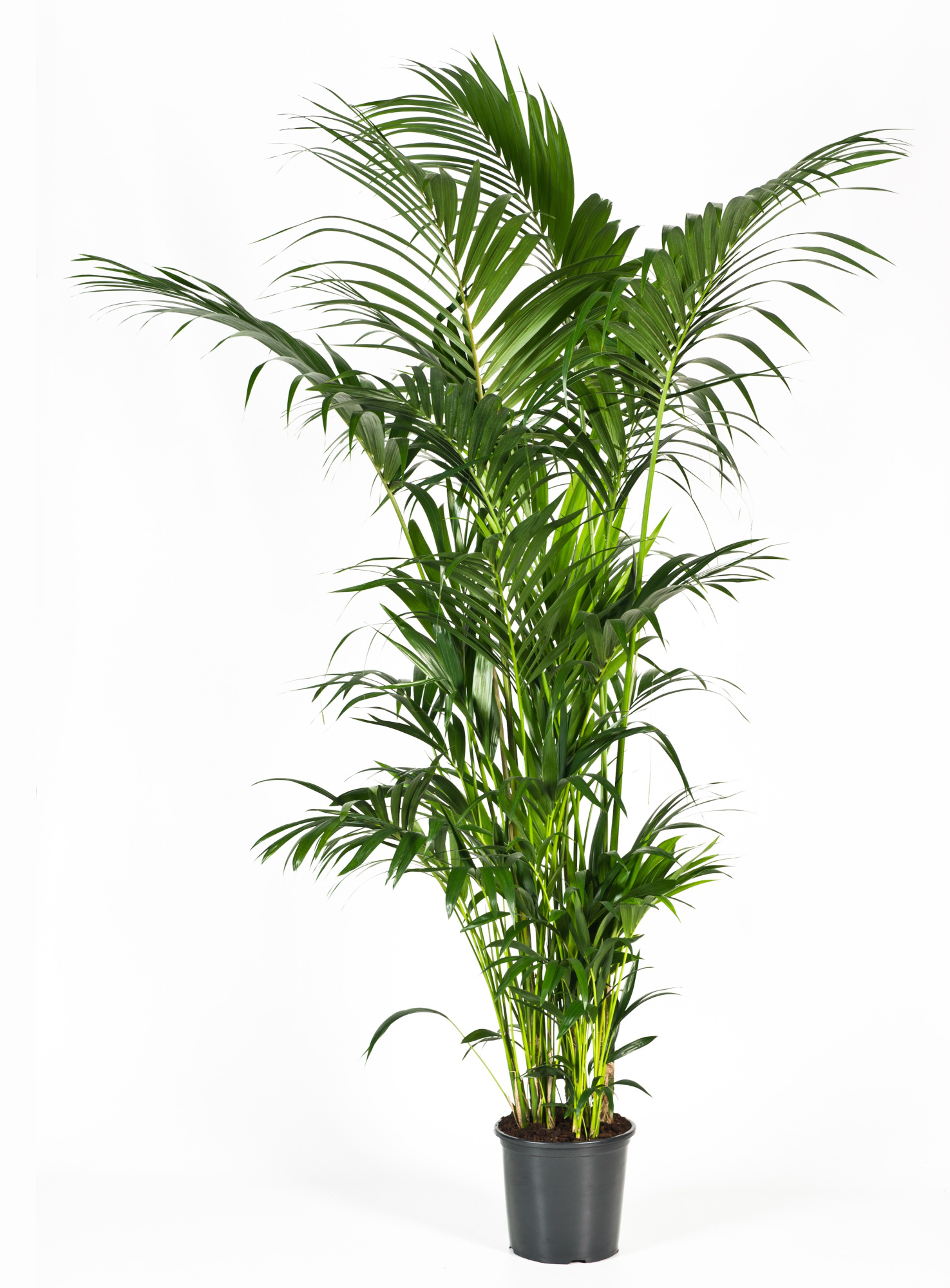 Howea forsteriana 240cm (Kentia), D 32