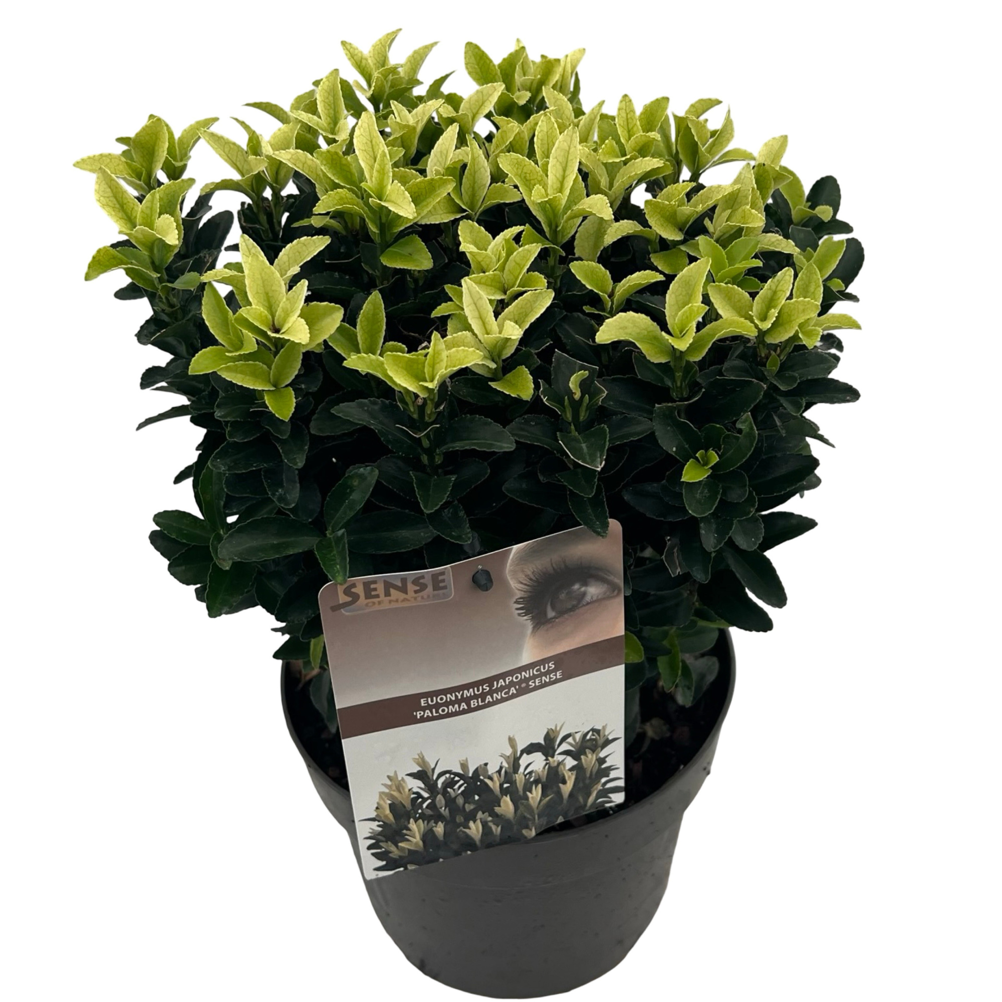 Euonymus jap. 'Paloma Blanca'® sense, D 23