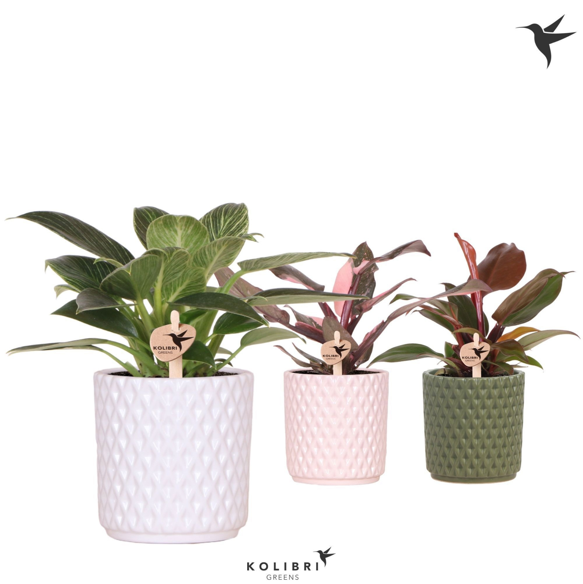 Kolibri Greens Philodendron mix in Diamond pot mix, D 9 cm