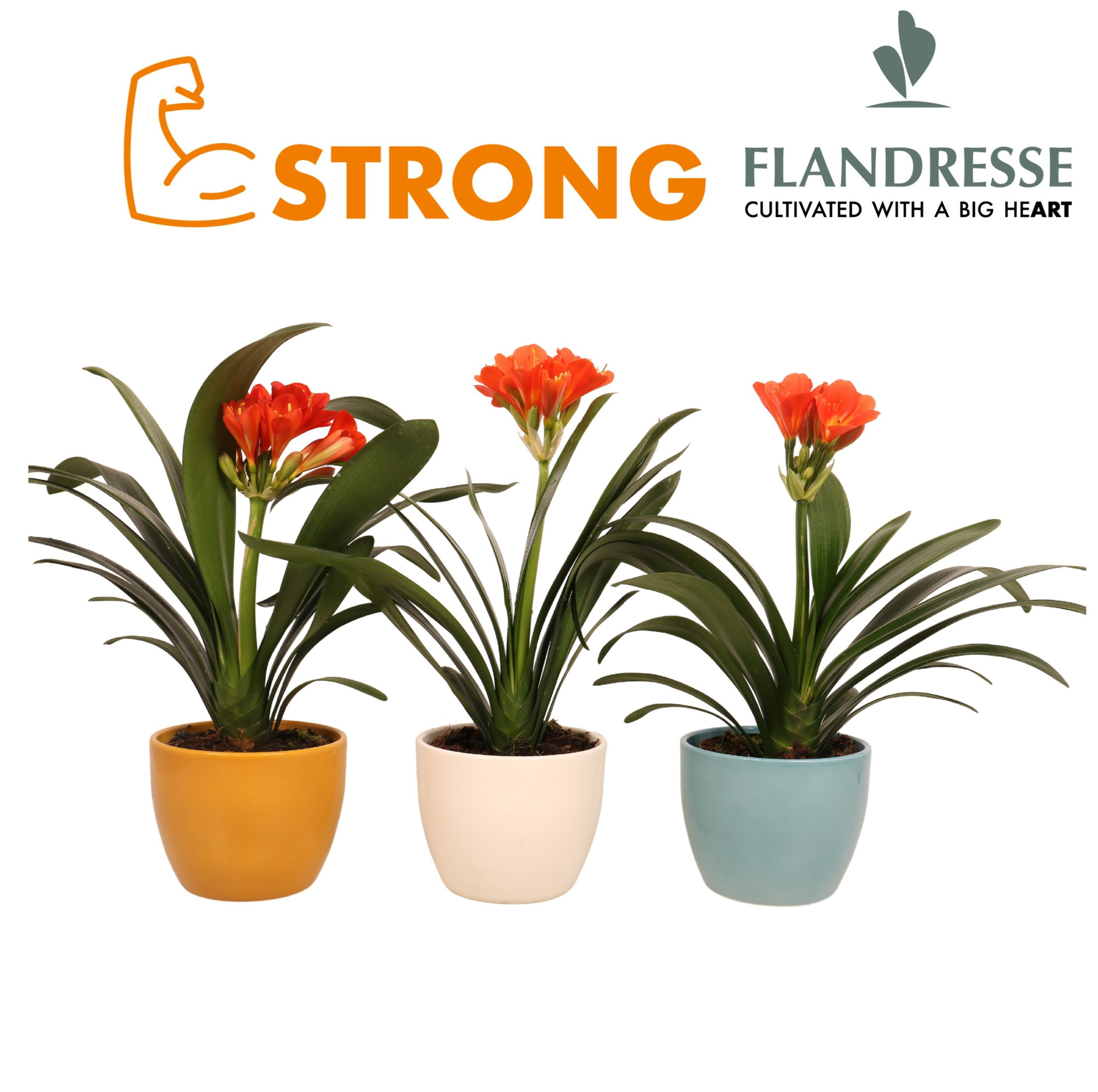 Clivia Flandresse® orange 'Keramiek Florentina' P13, D 13