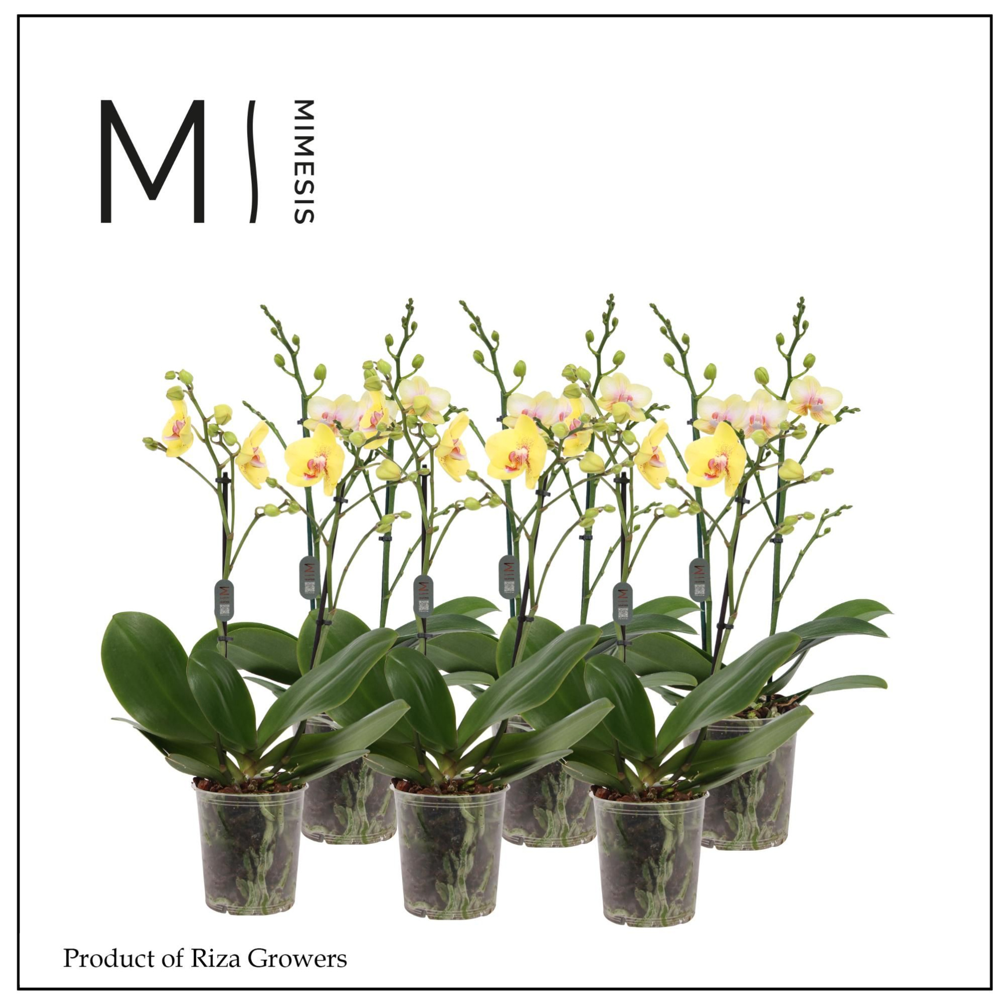 Phalaenopsis Multi Yellow 2 spike - 12cm | Mimesis, D 12 cm