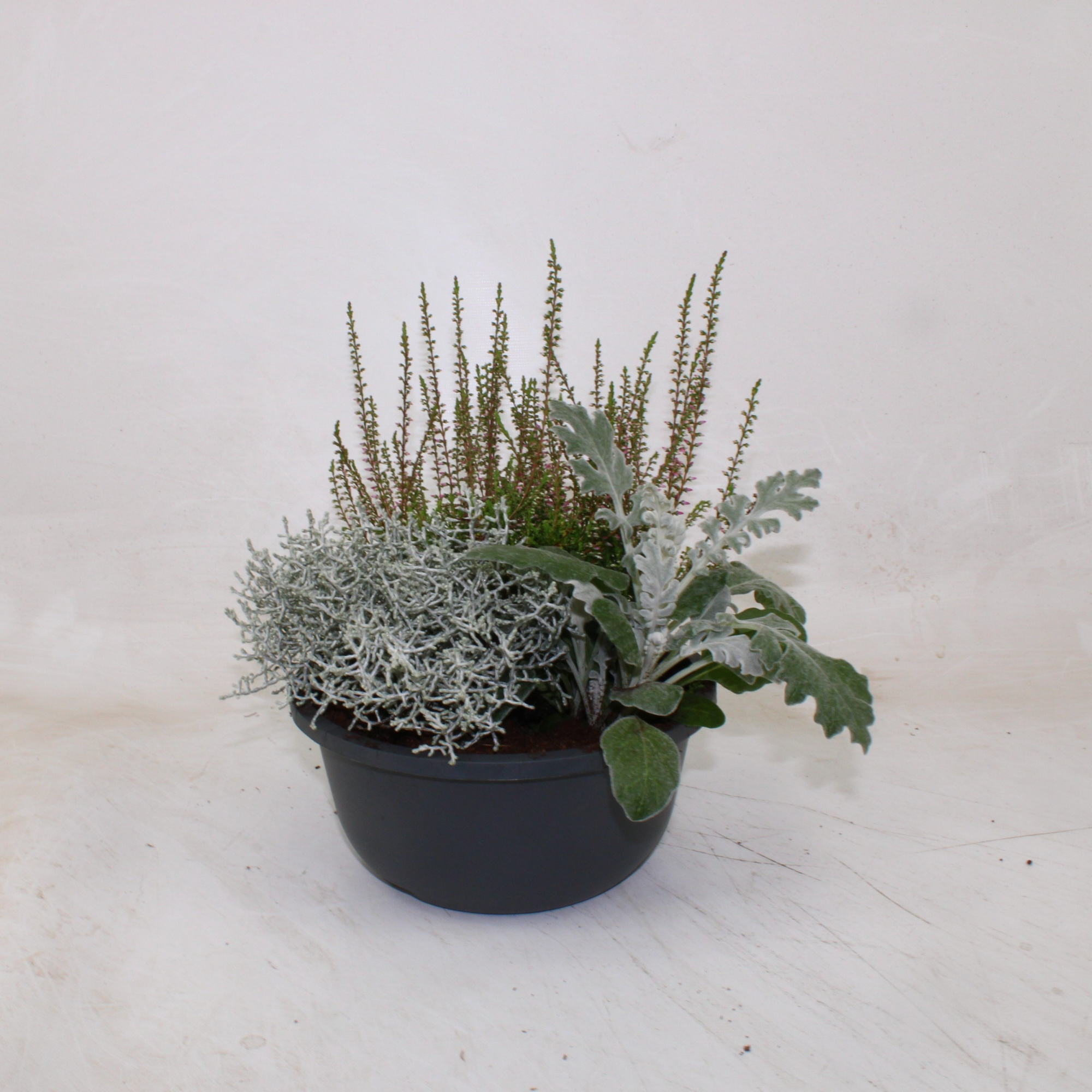 Hello Autumn 'Rain', D 19 cm