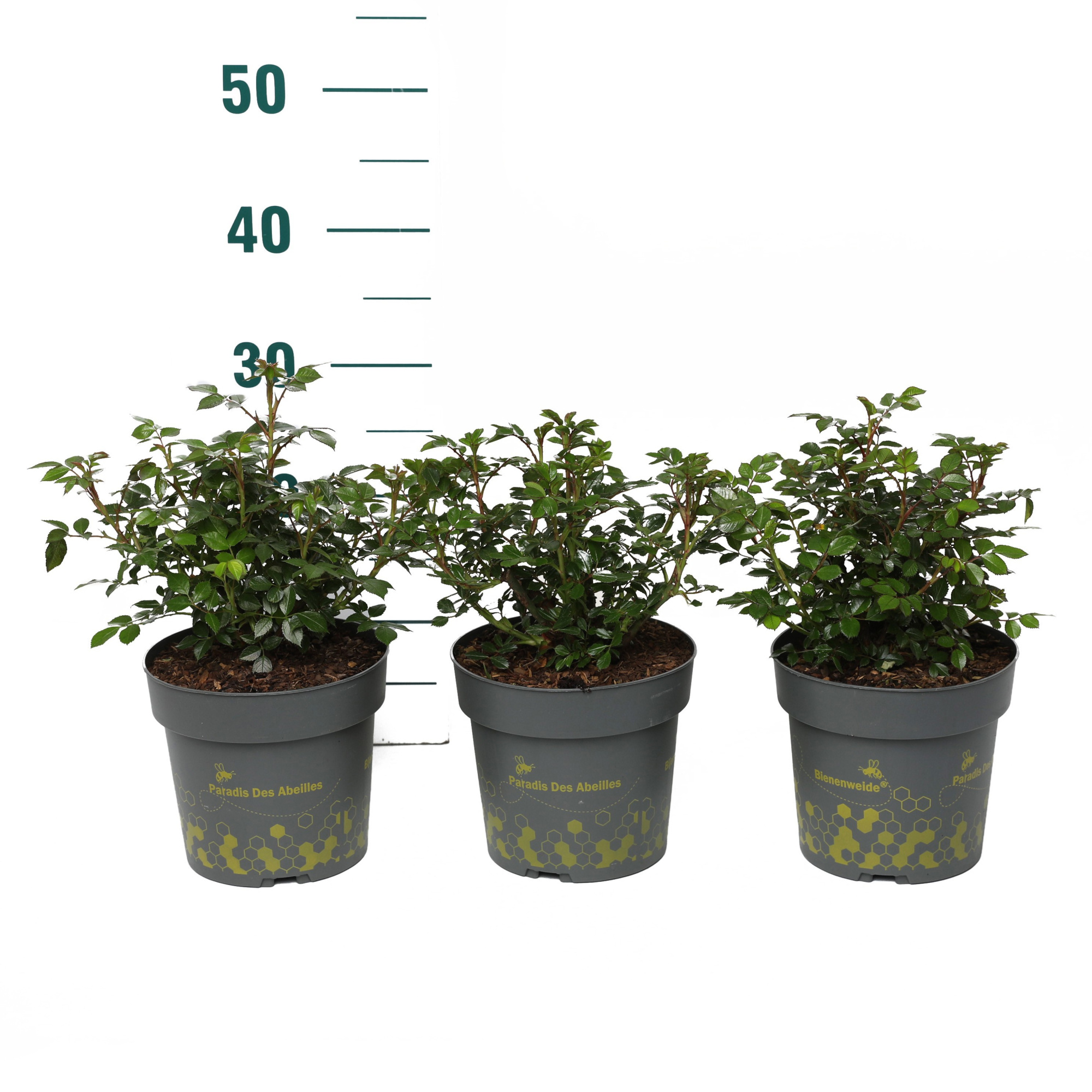 Rosa 'Mix' - Struik - P17 - Bijenweelde, D 17 cm