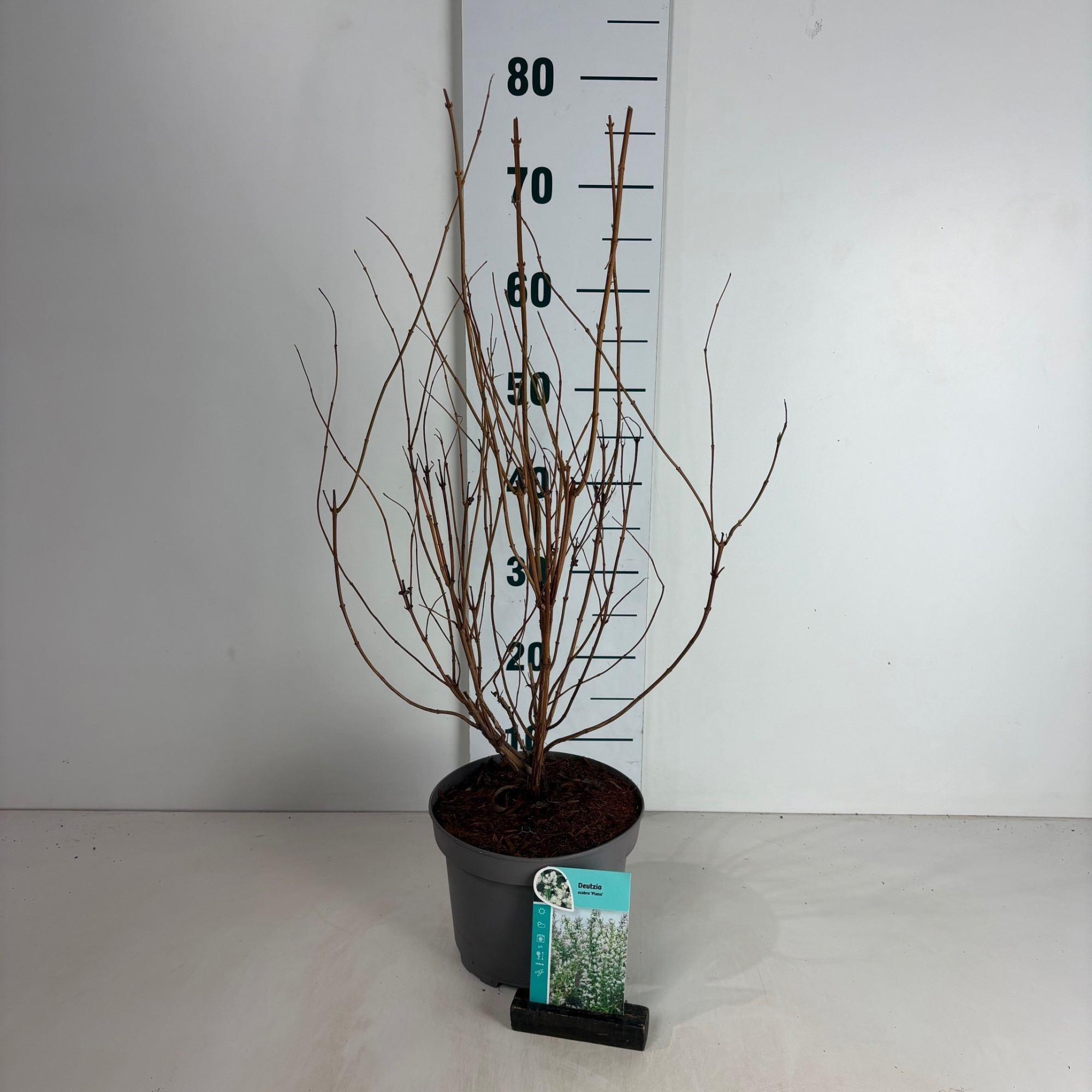 Deutzia scabra Plena, D 20