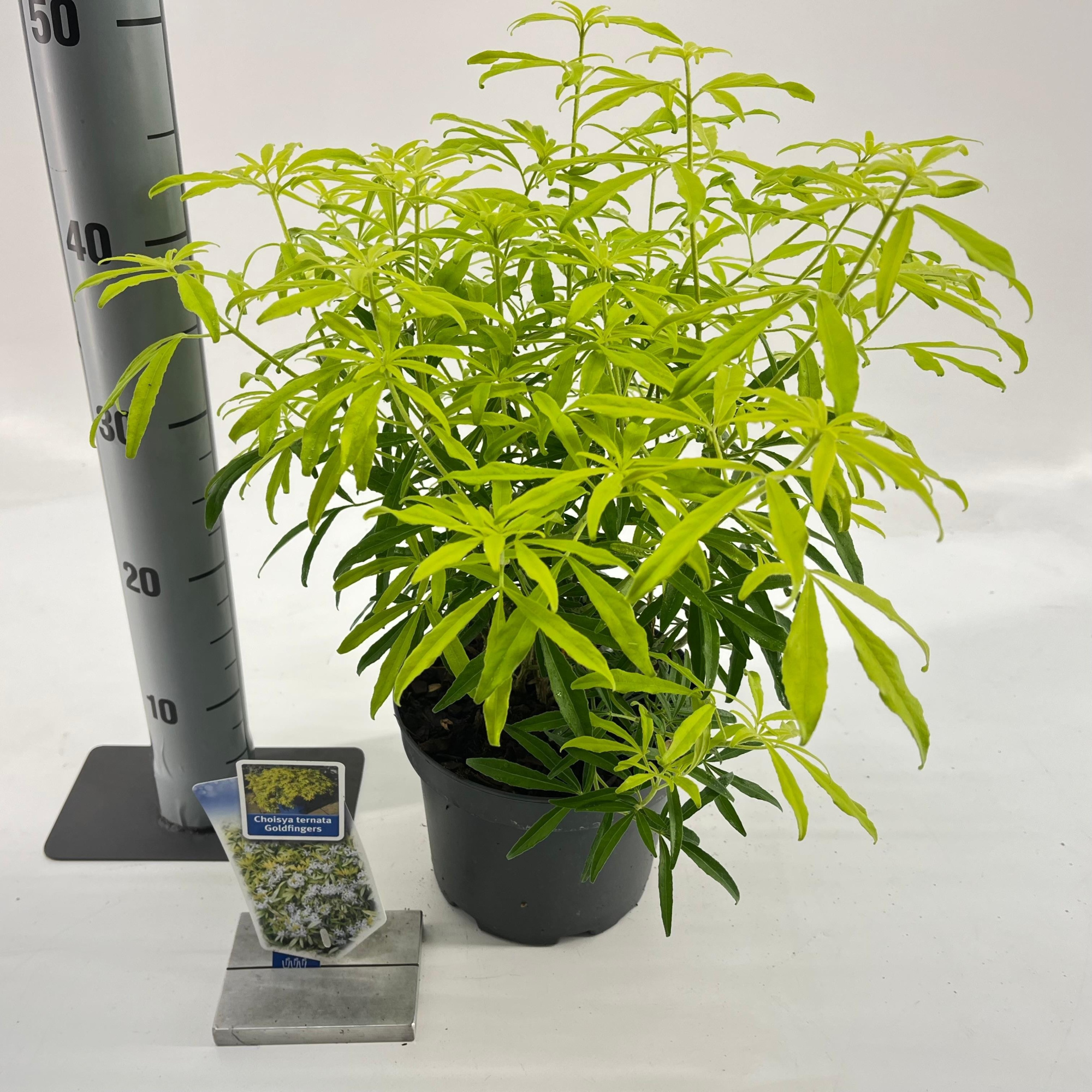 Choisya ternata Goldfingers ('Limo'PBR), D 19 cm