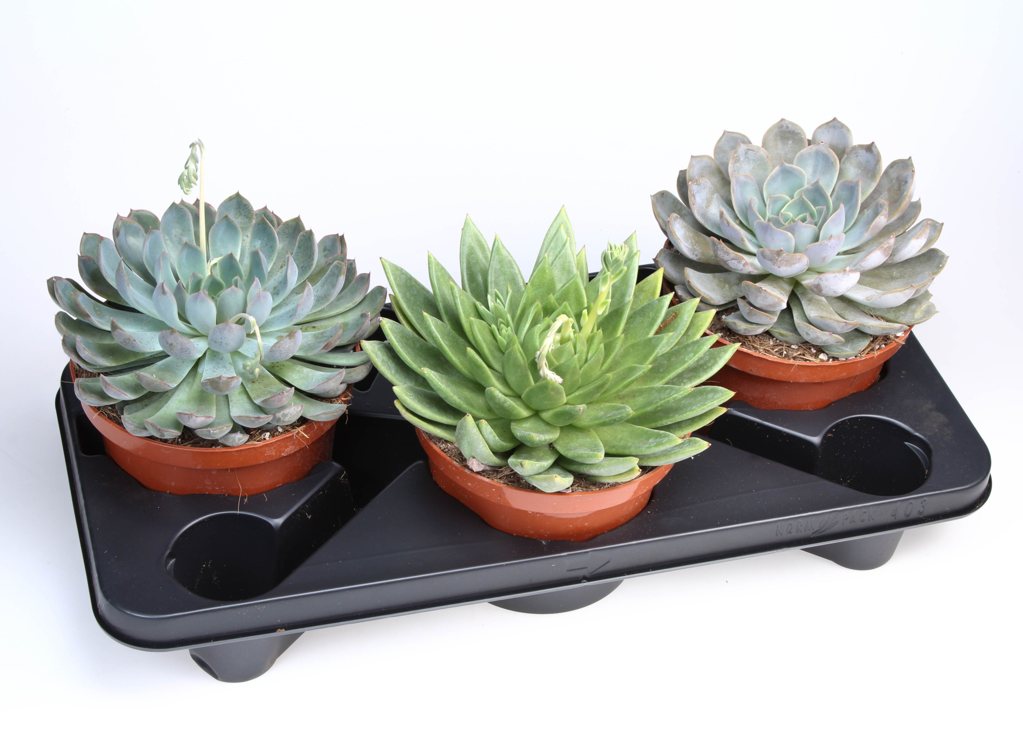 Succulenten mix, D 17 cm