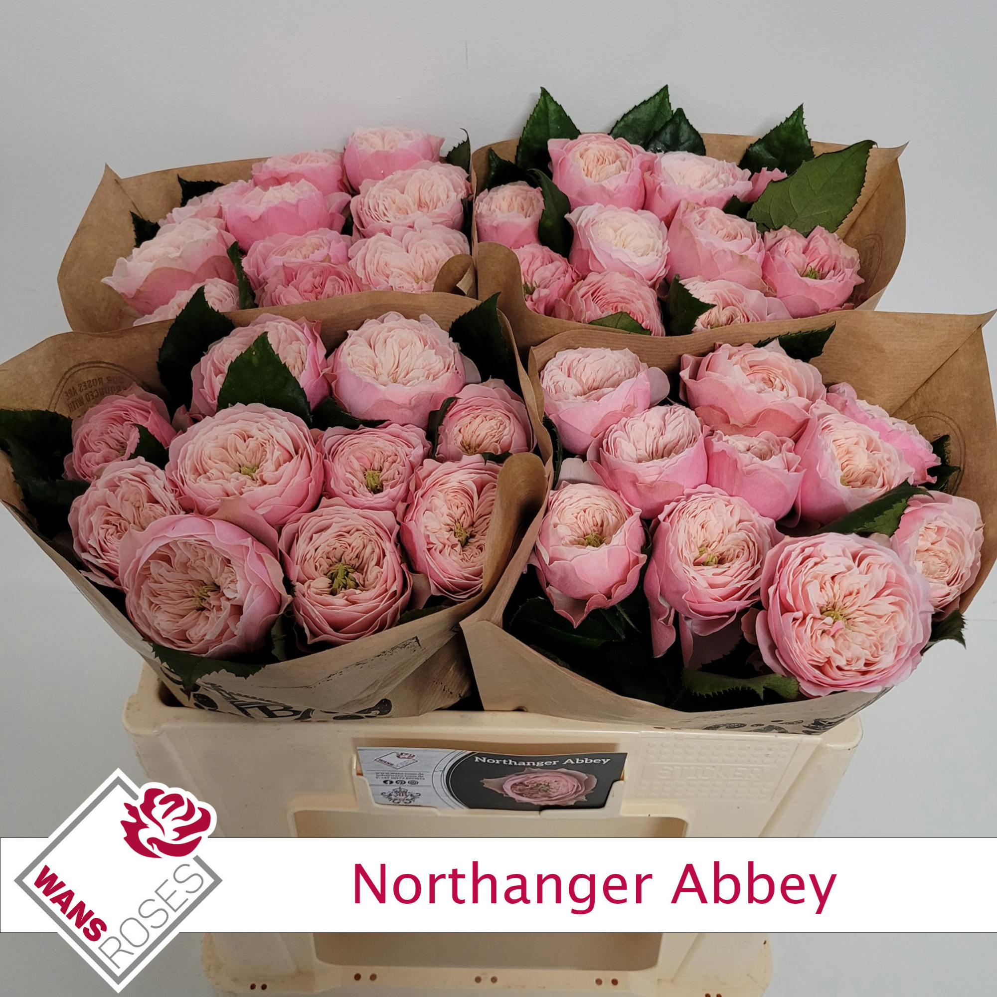 Роза од. Норзэнджер Эбби 50, шт.