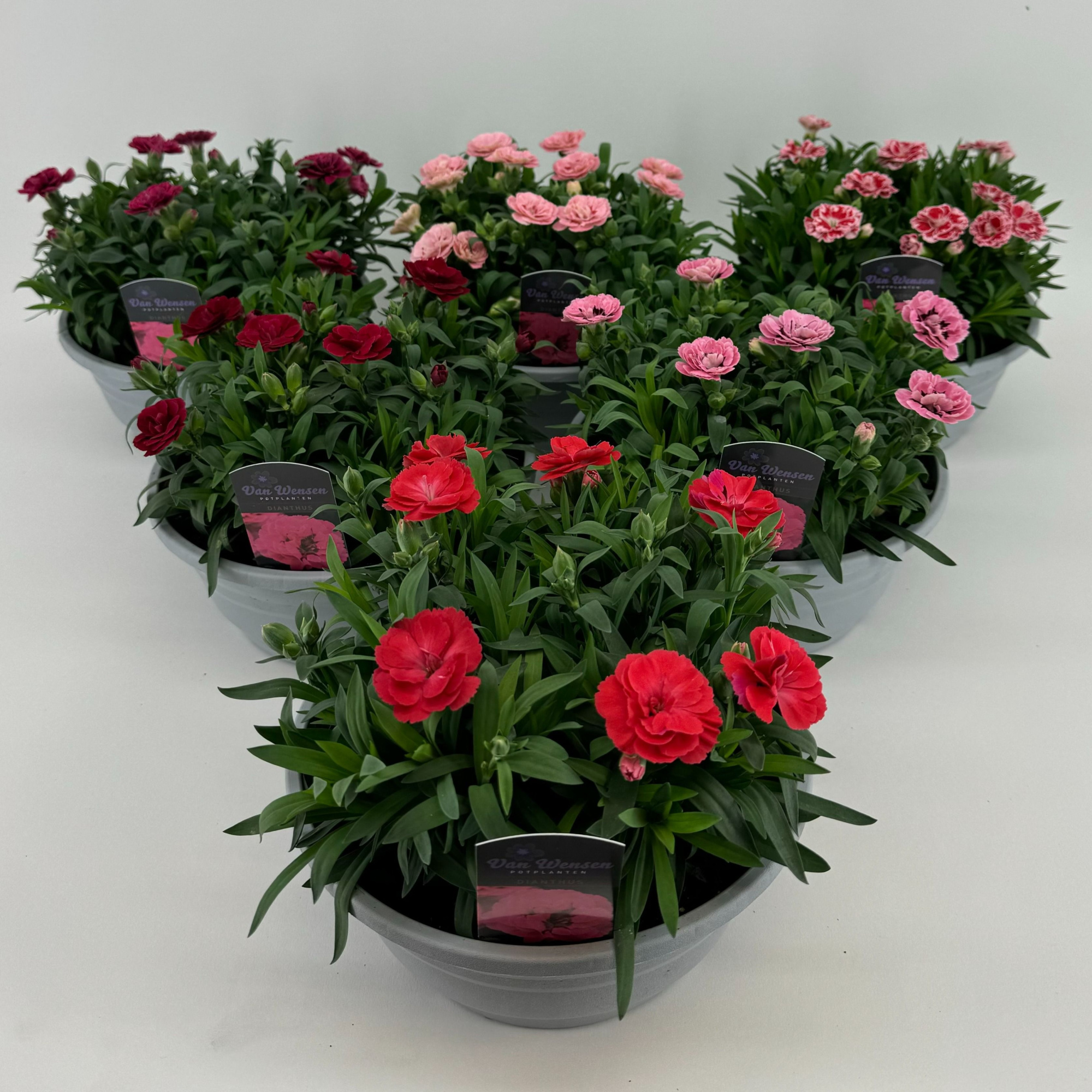 Dianthus 'Oscar' mixkar 21cm, D 21 cm