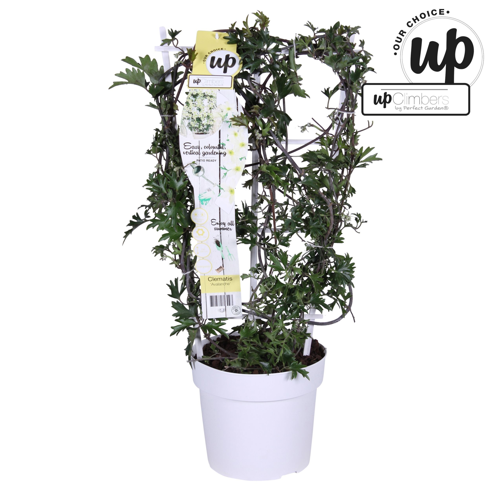 Clematis Avalanche Our Choice P19, D 19