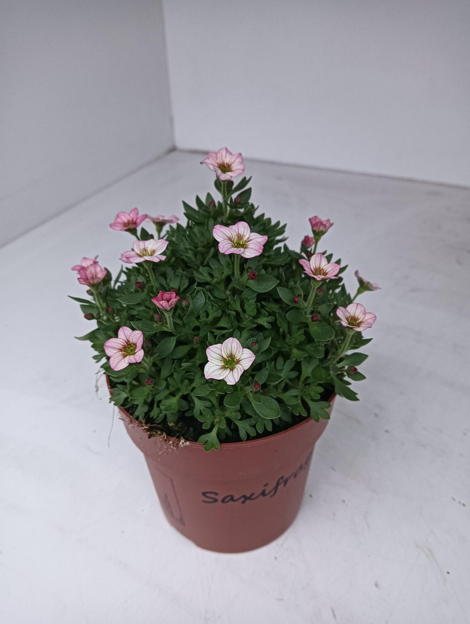 Saxifraga Rose, D 12