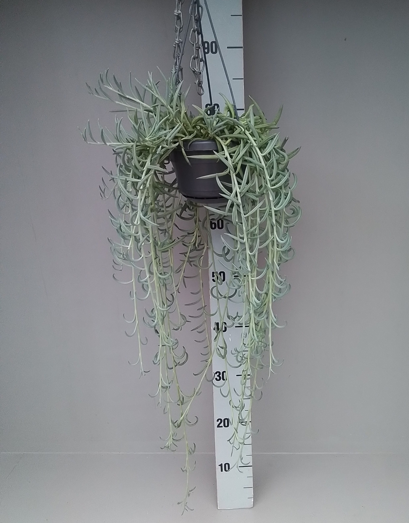 Senecio Radicans, D 14 cm