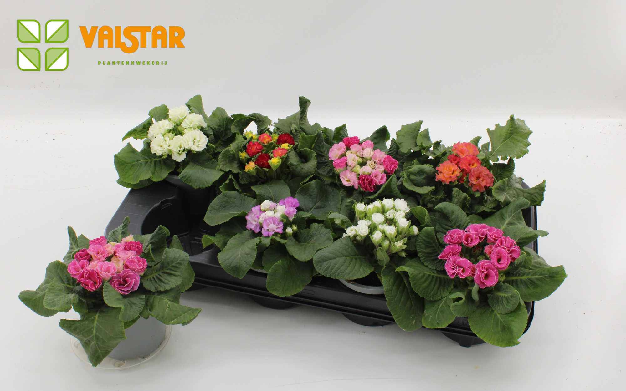 Primula Rosita, D 12