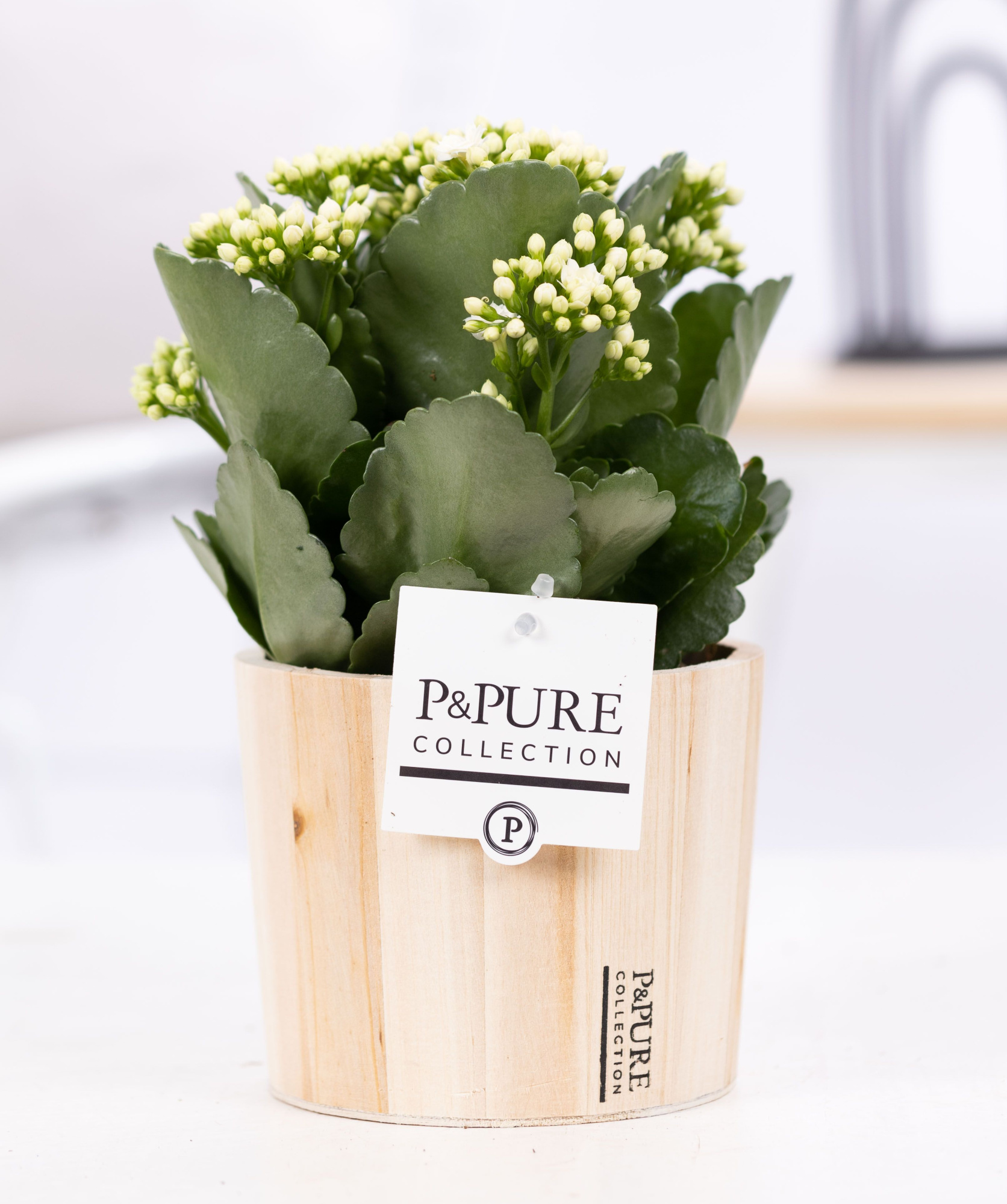 Kalanchoe white in P&PURE Wood 5, D 12 cm