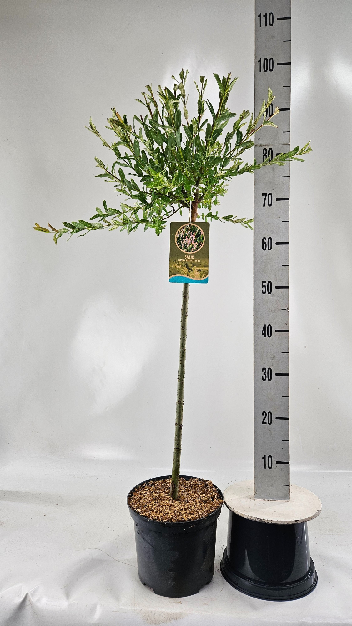 Salix int. 'Hakuro Nishiki', D 23 cm