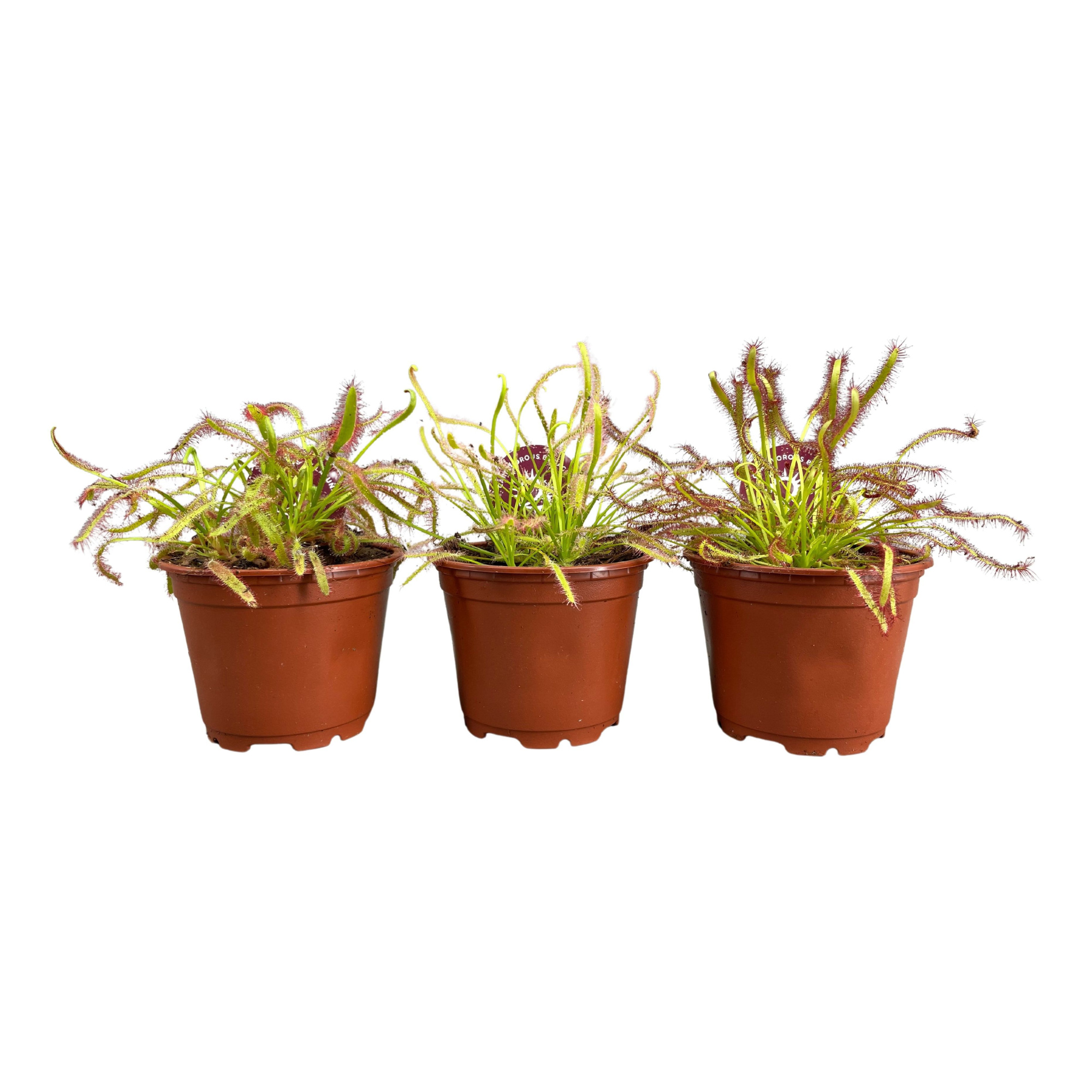 Drosera Capensis 8,5 cm mix, D 8,5