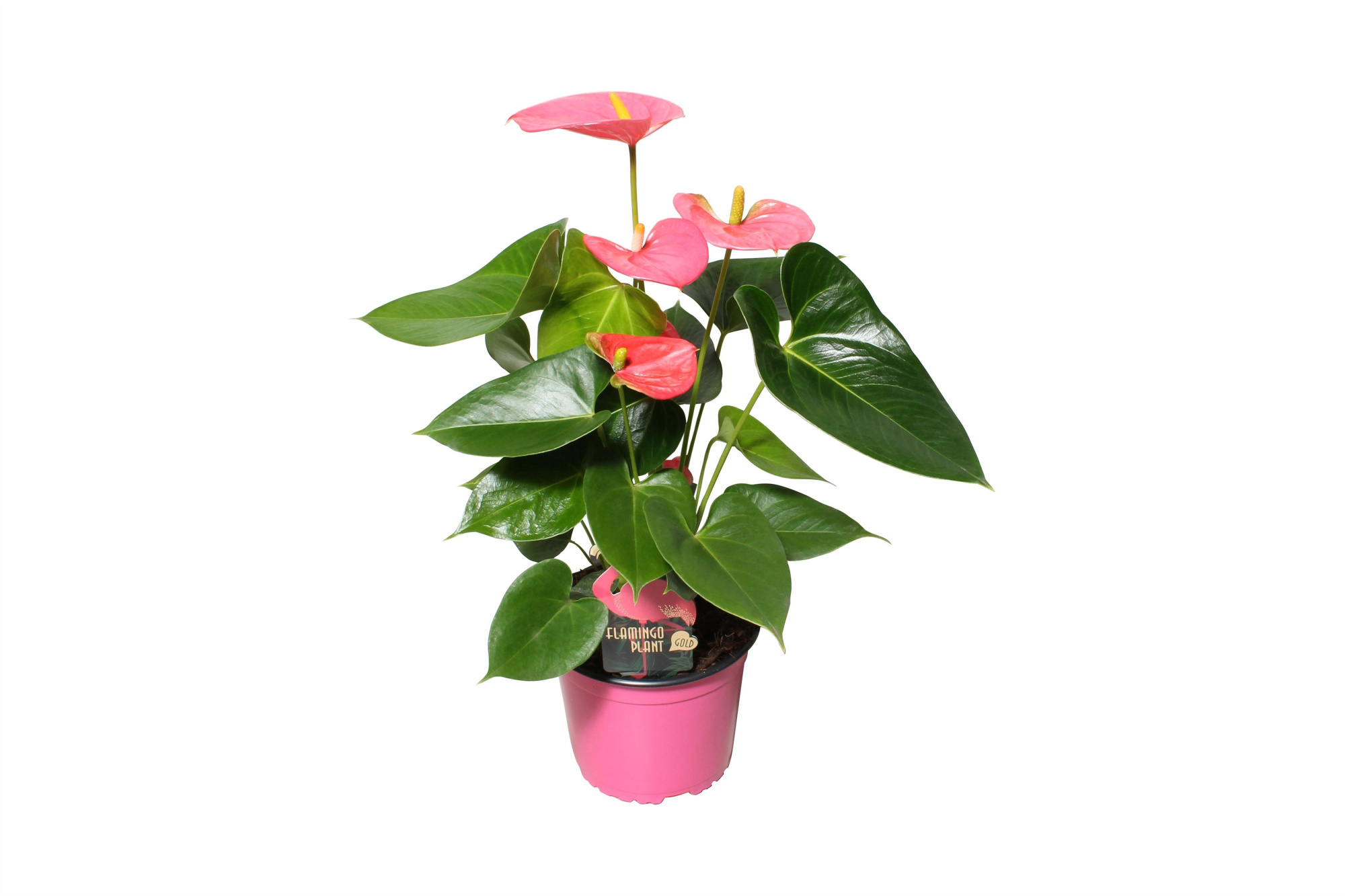 Anthurium XL.31 Arisa Pink 12cm, D 12