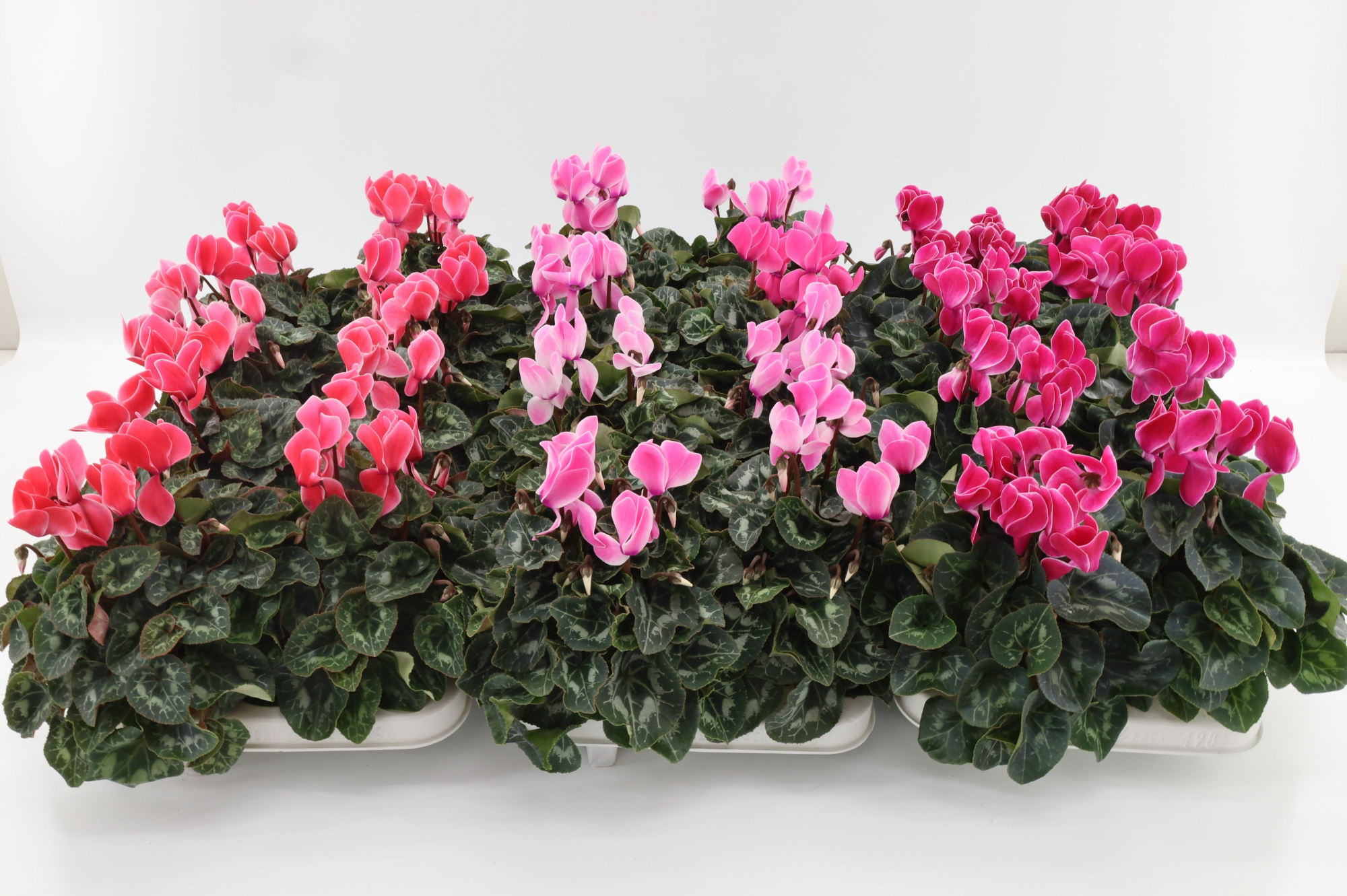 Cyclaam Midi Flamed Mixlayer, D 10,5 cm