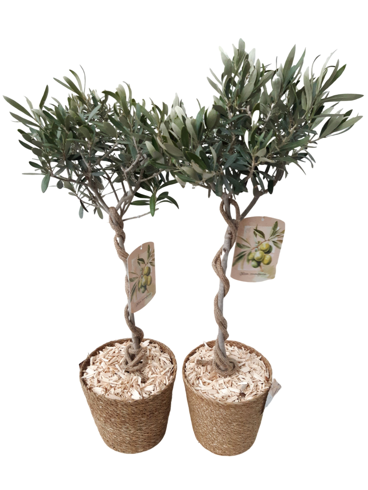 MJ18OLE Jute mand D18 Olea Europaea op stam, D 18 cm