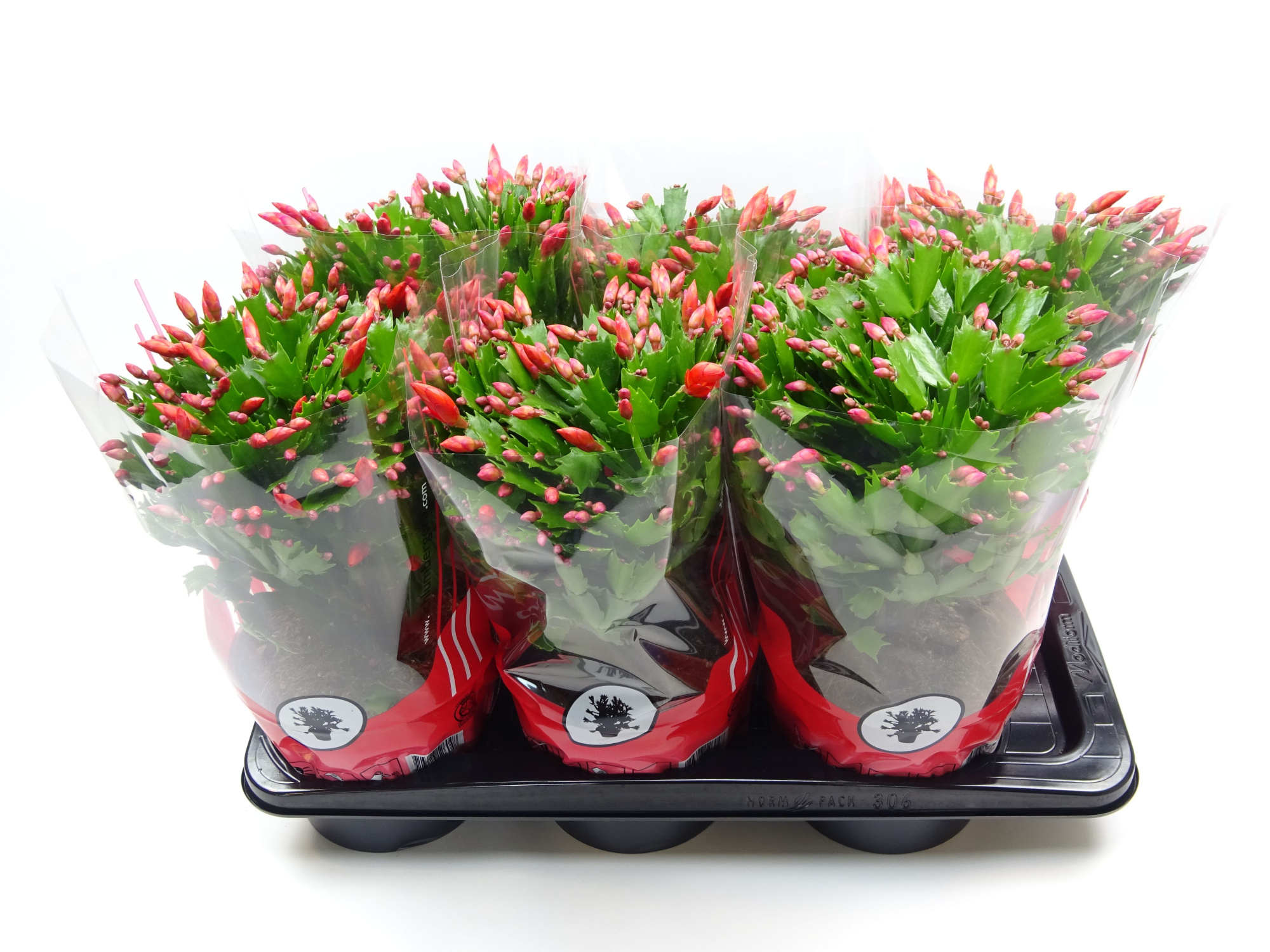Schlumbergera 17 cm rood, D 17 cm
