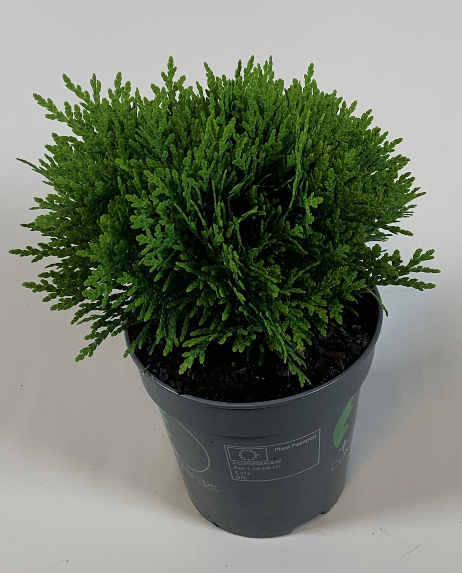 Thuja occidentalis 'Danica', D 13 cm