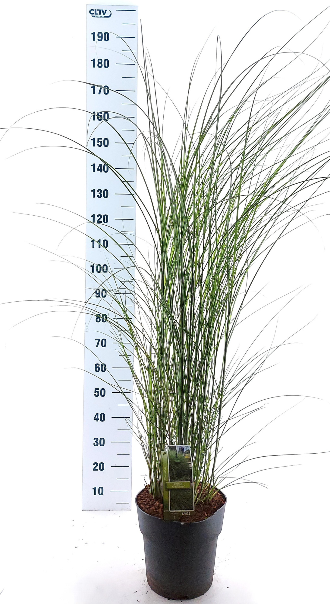 Miscanthus sin. 'Gracillimus', D 29 cm