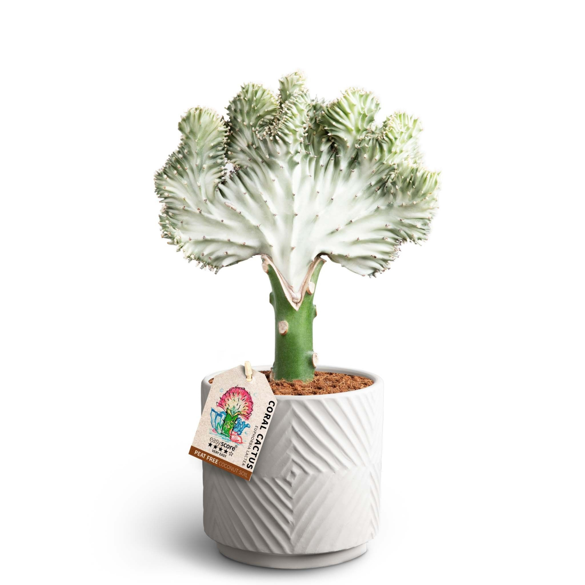 Dune Sand, Euphorbia lactea, D 12 cm