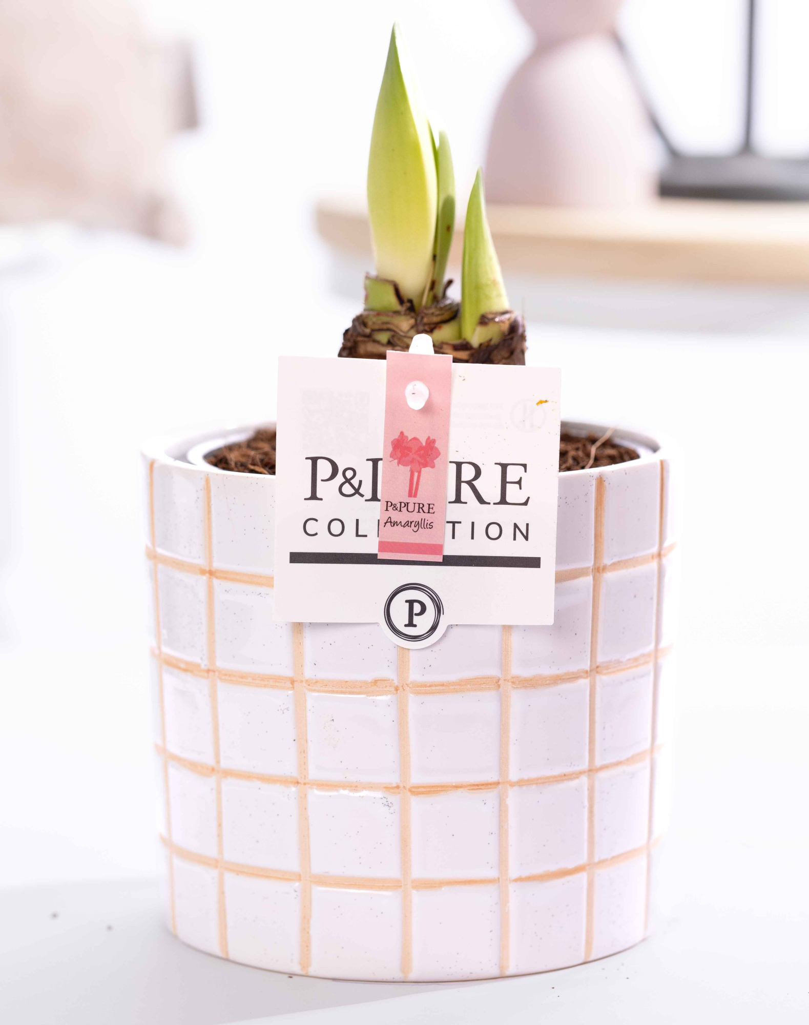 Hippeastrum pink in P&PURE Tirza ceramics, D 12 cm