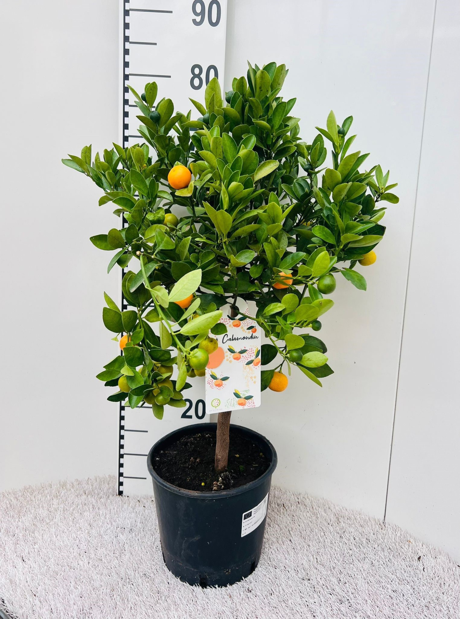 Citrus Calamondin on stem, D 21