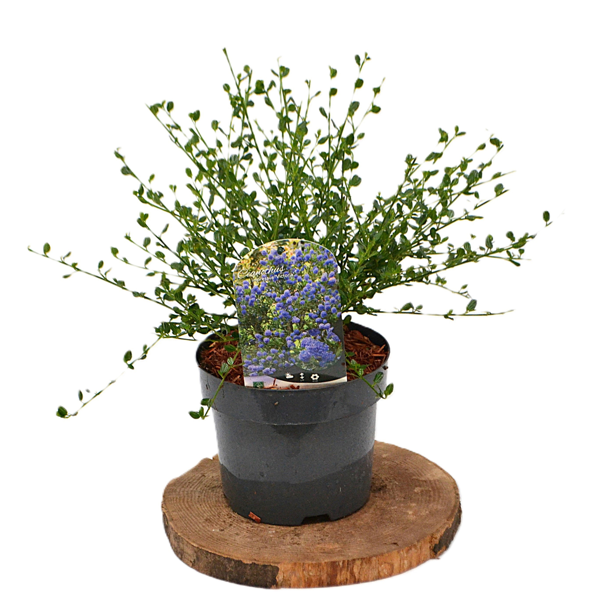 Ceanothus impressus 'Victoria C3/ Skylark, D 19