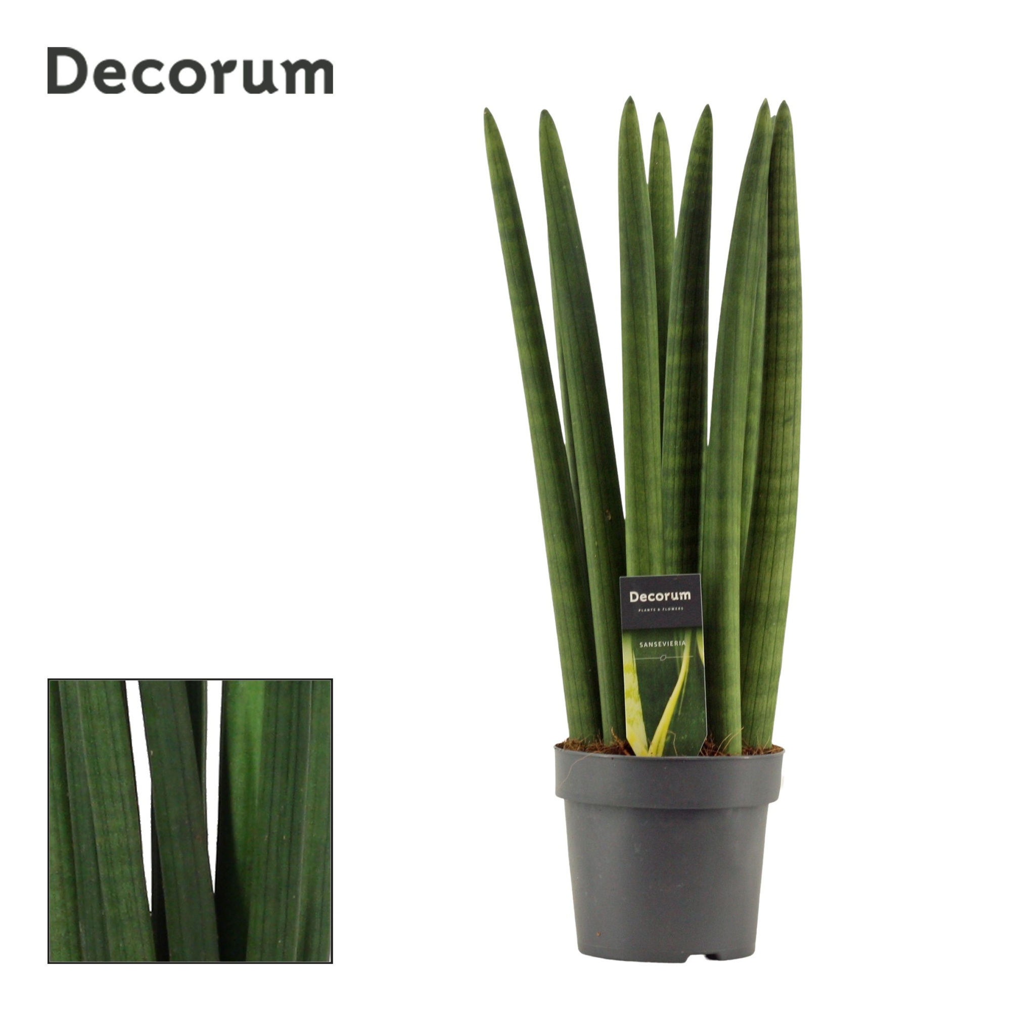 Sansevieria Cylindrica 14 cm Straight (Decorum), D 14