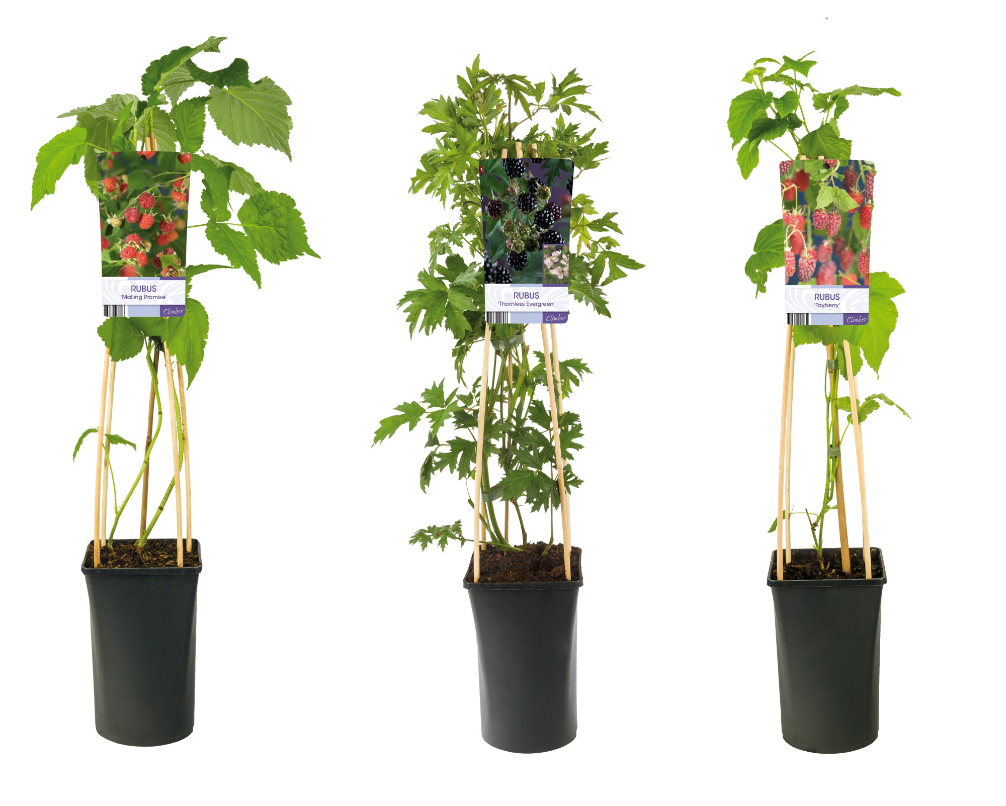 Mixshelf Fruit,blackberry and rasberry +light label, D 17 cm