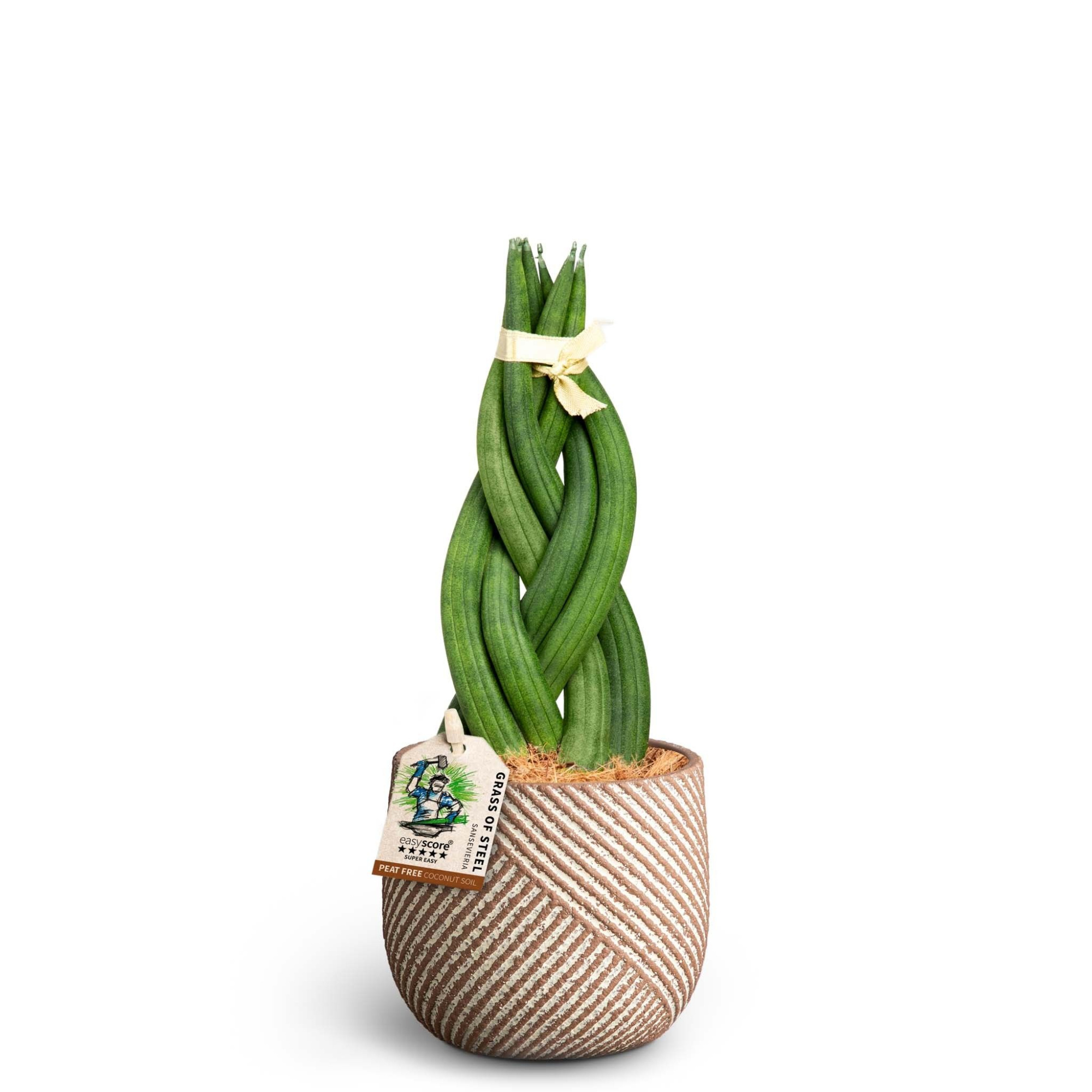 Grove Nougat, Sansevieria ´Braid´, D 10 cm