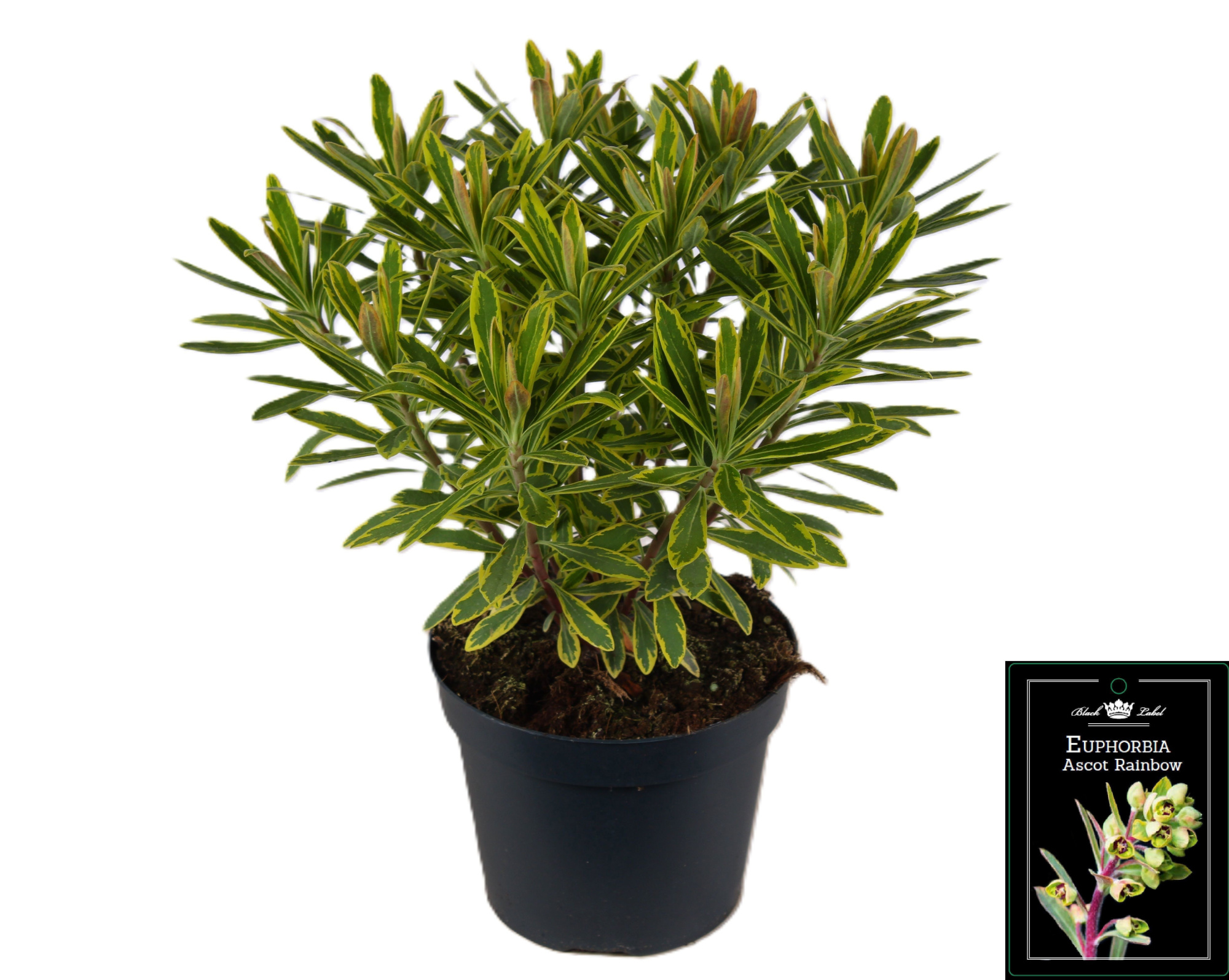 Euphorbia Ascot Rainbow, D 15 cm