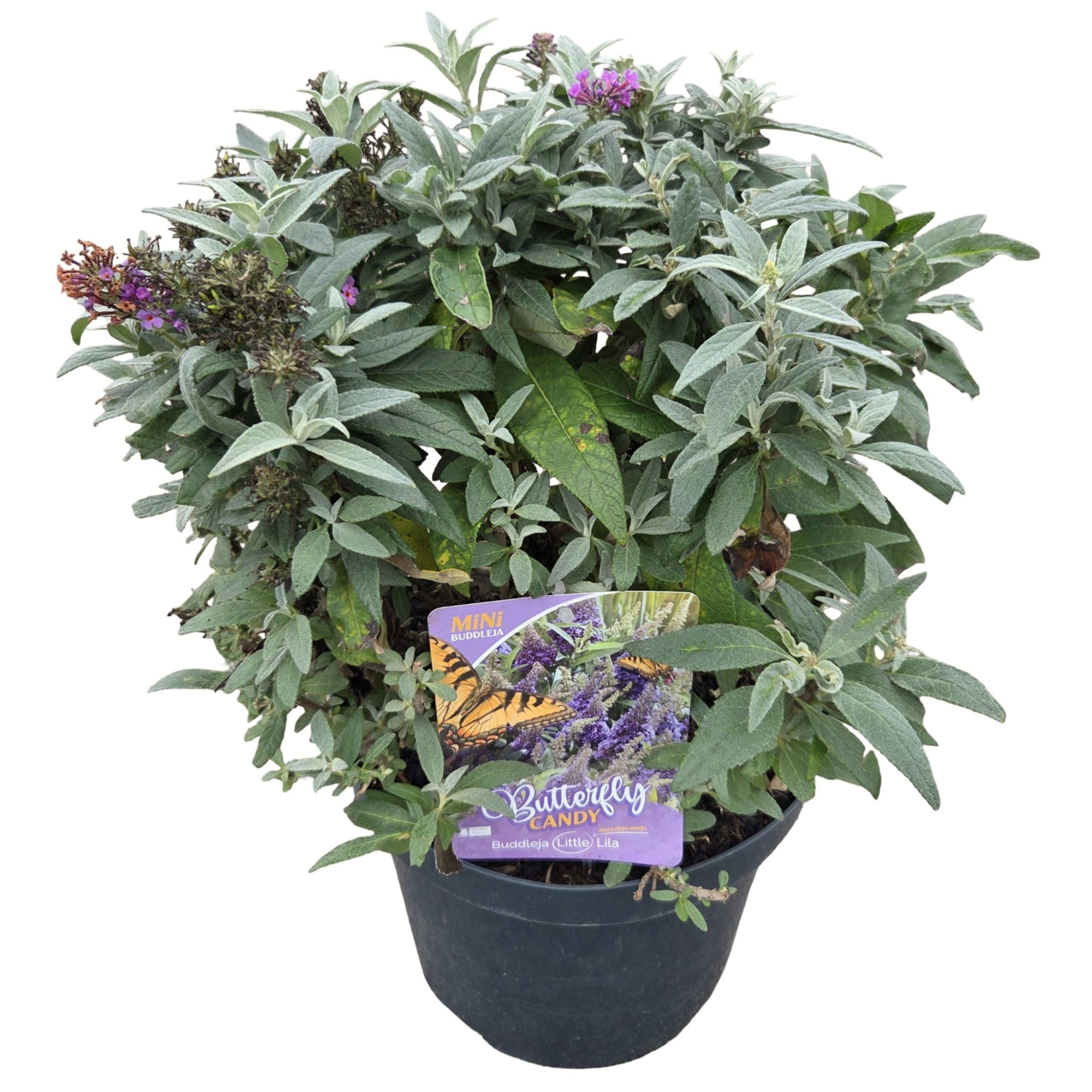 Buddleja d. 'Butterfly Candy Little Lila' ®, D 26 cm