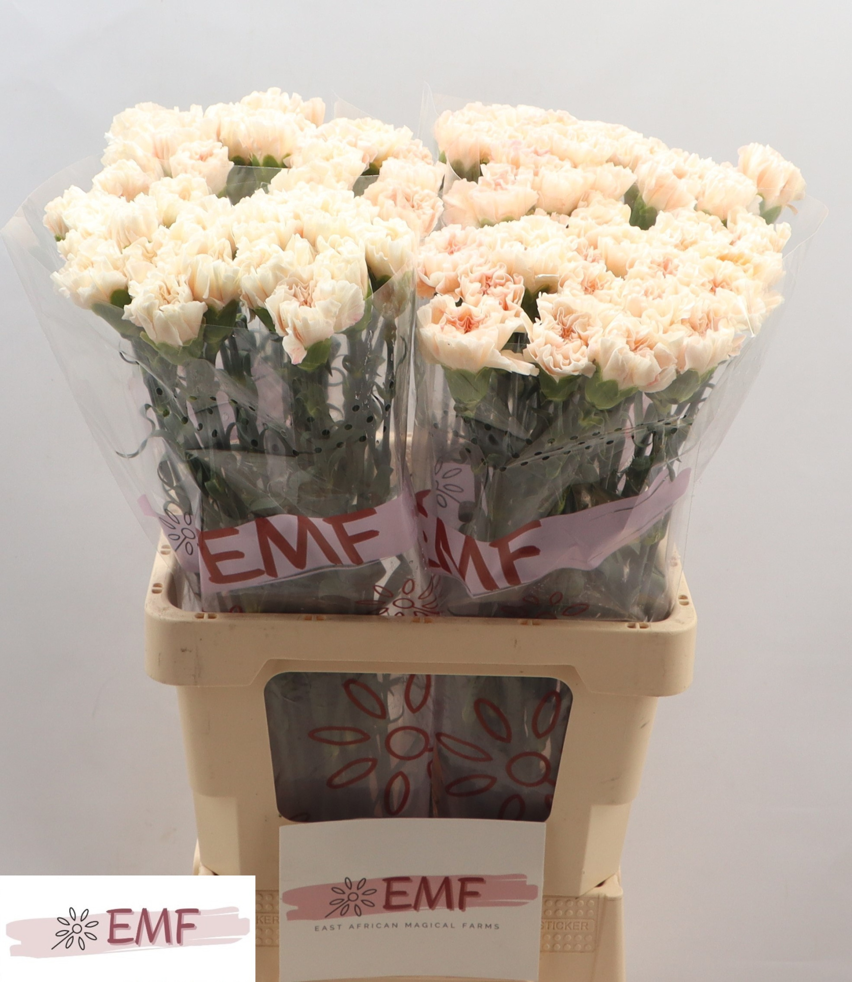 Диантус од. Пич Ти+ (крем.), шт.