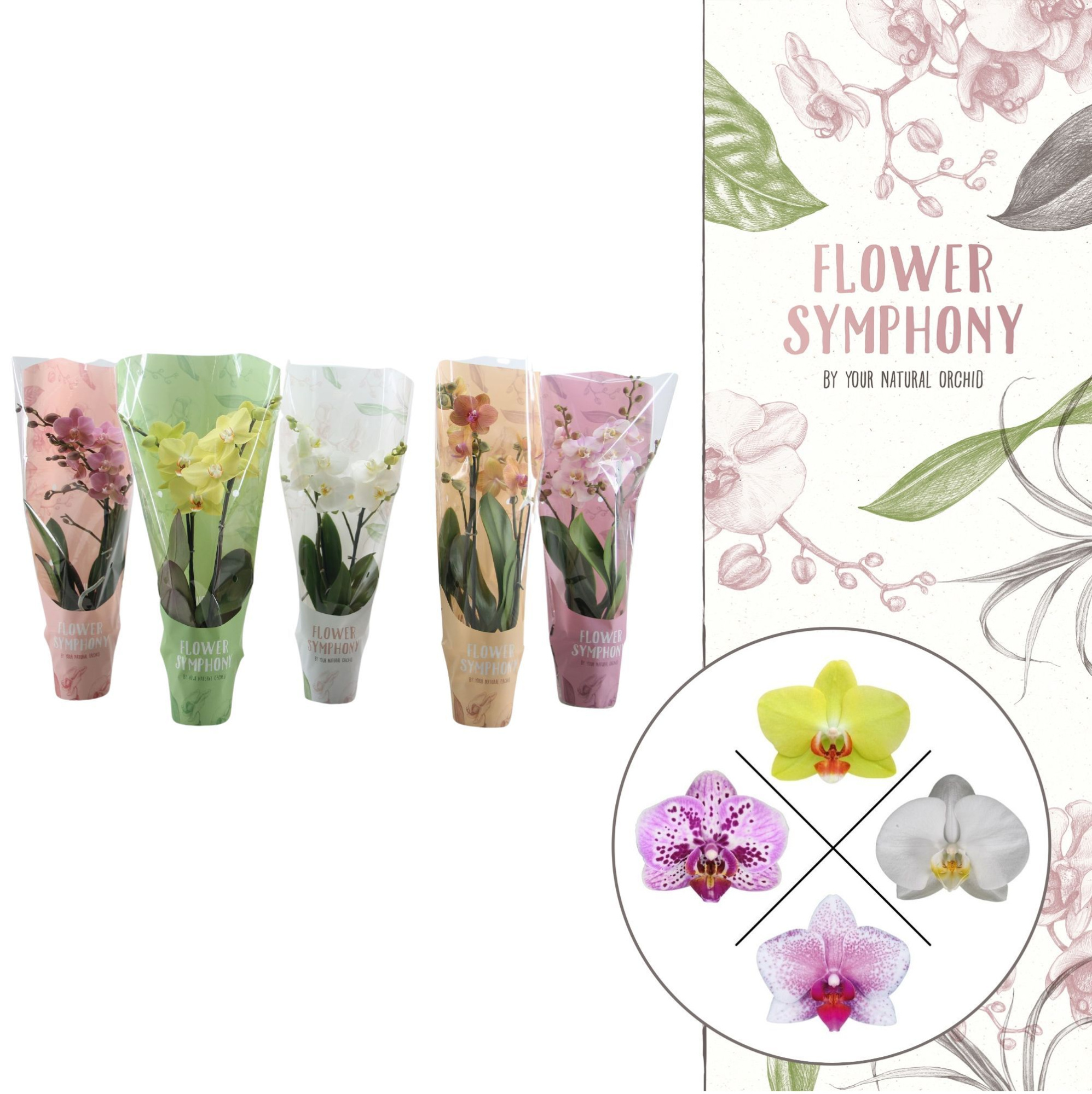 Flower Symphony | Mix in FS colorhoes | Phalaenopsis 2 spike, D 12 cm