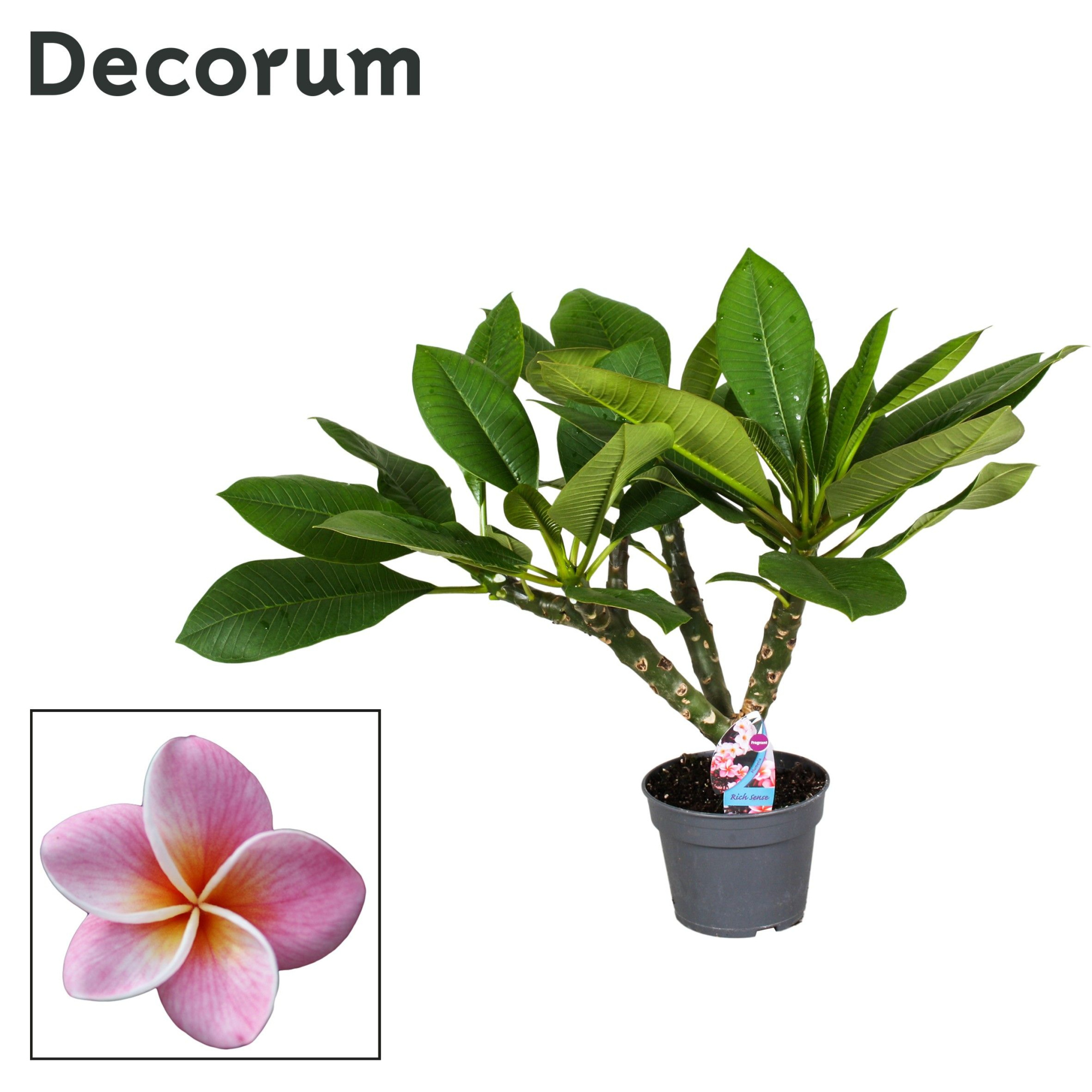 Plumeria Hawaiian 2/3 vertakt roze, D 17 cm