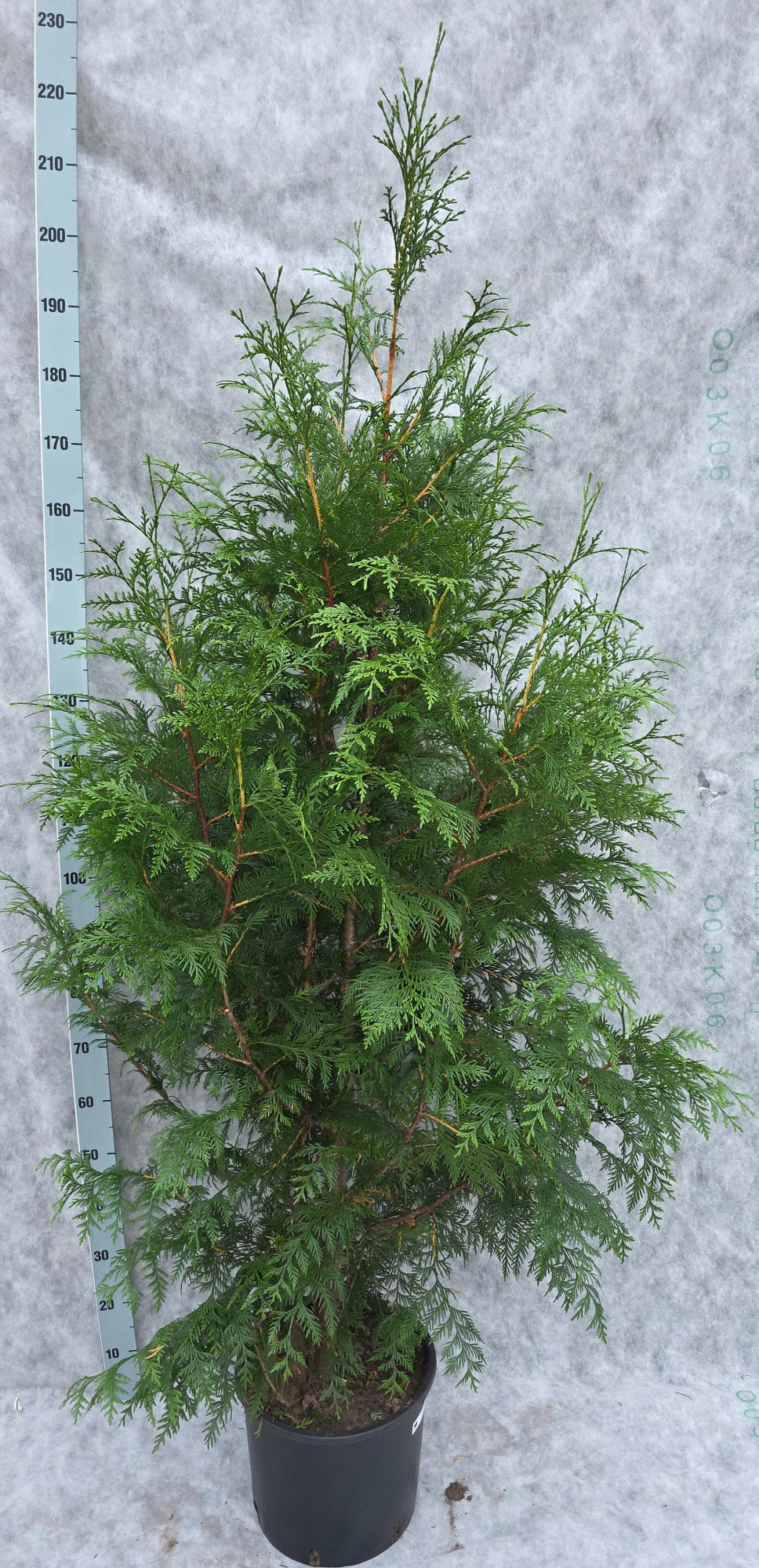 Thuja plicata Excelsa 210, D 33