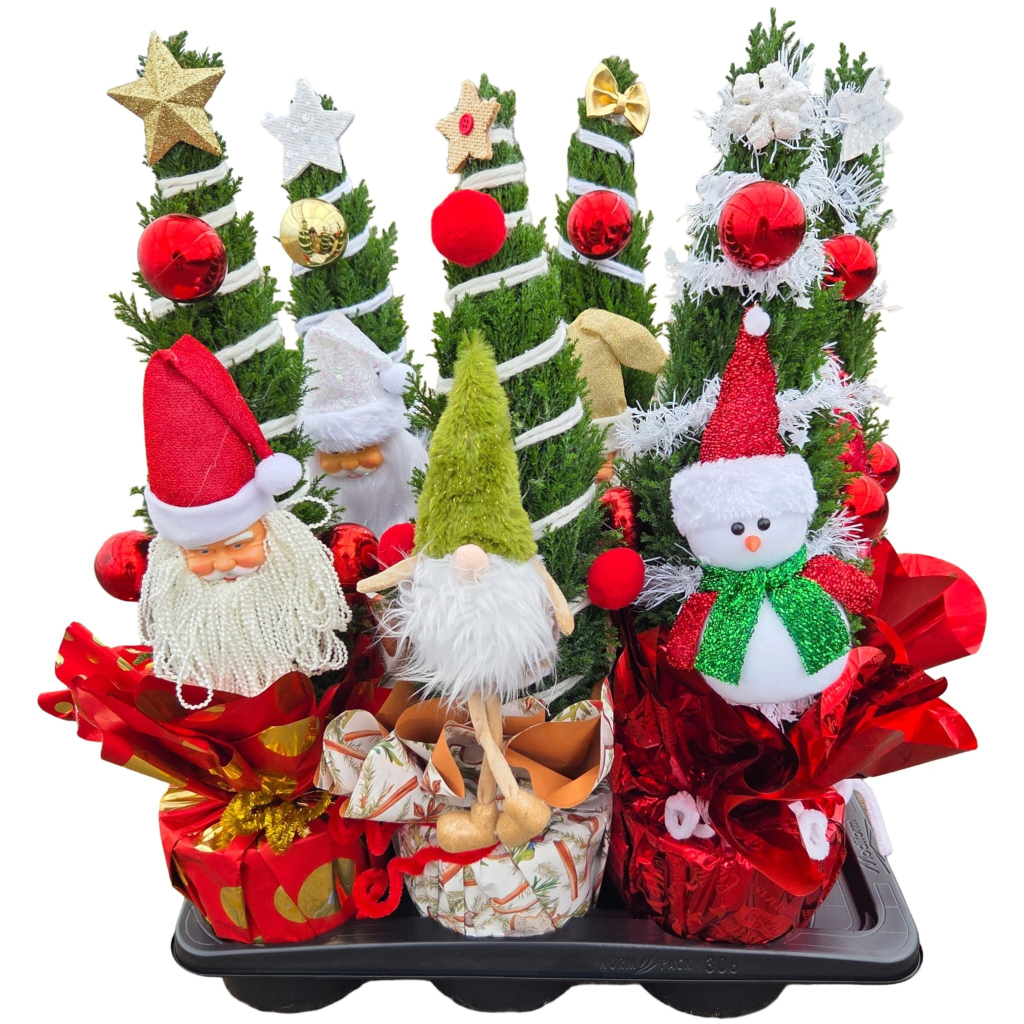 Christmas Puppets® - Chamaecyparis Ellwoodii, D 17