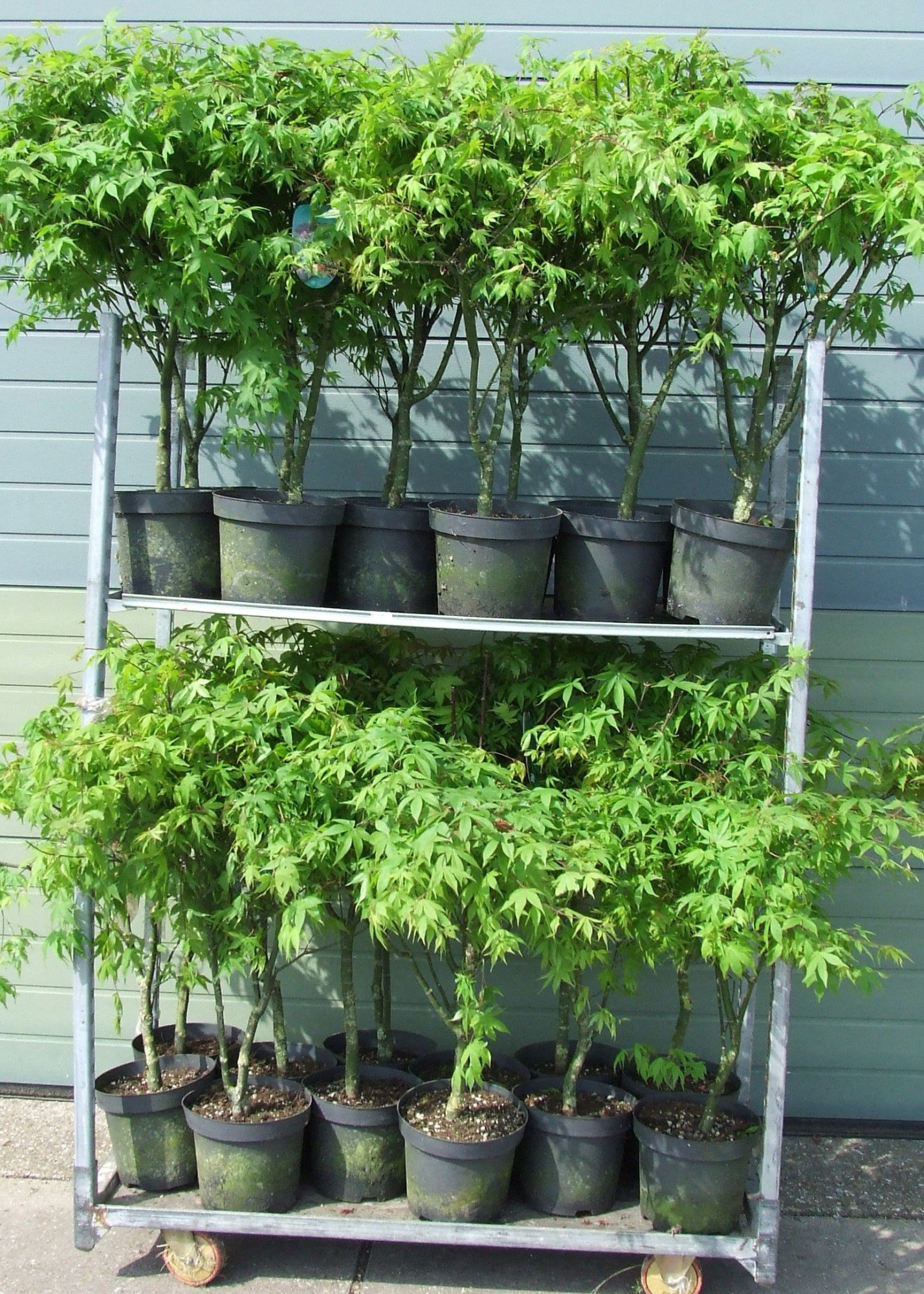 Acer palmatum 'Osakazuki' P26 Full CC, D 26 cm